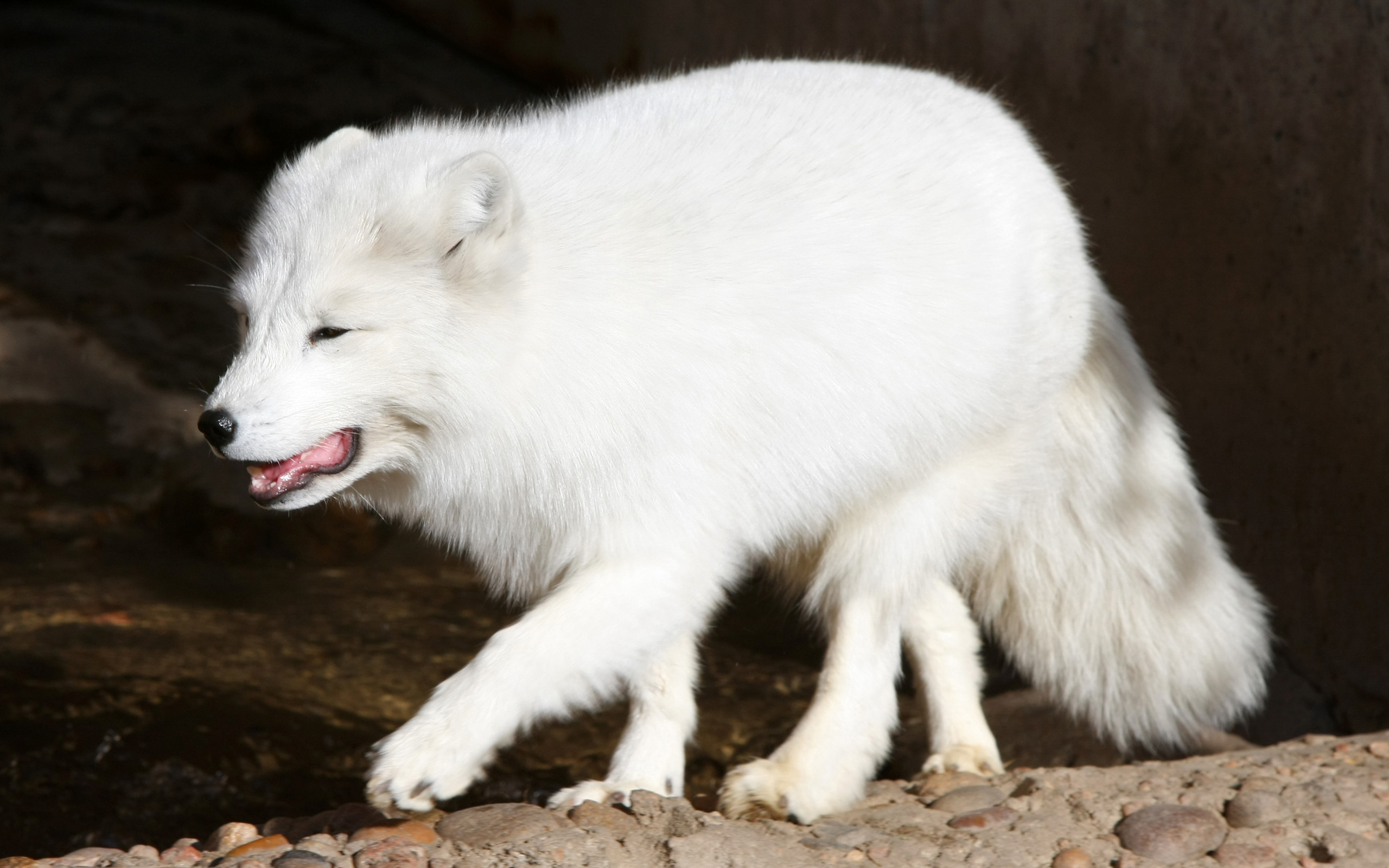 281215 baixar imagens animais, raposa do ártico, cães - papéis de parede e protetores de tela gratuitamente