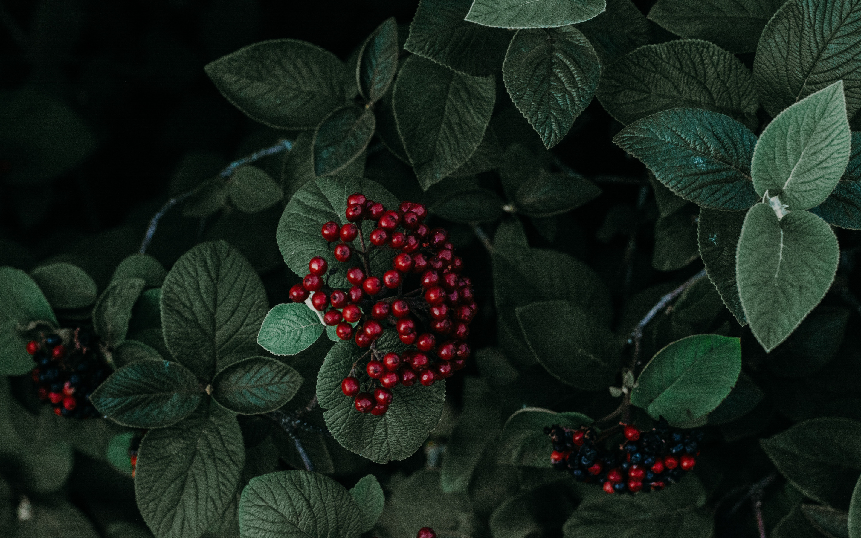Download mobile wallpaper Nature, Bush, Plant, Leaf, Earth, Berry for free.