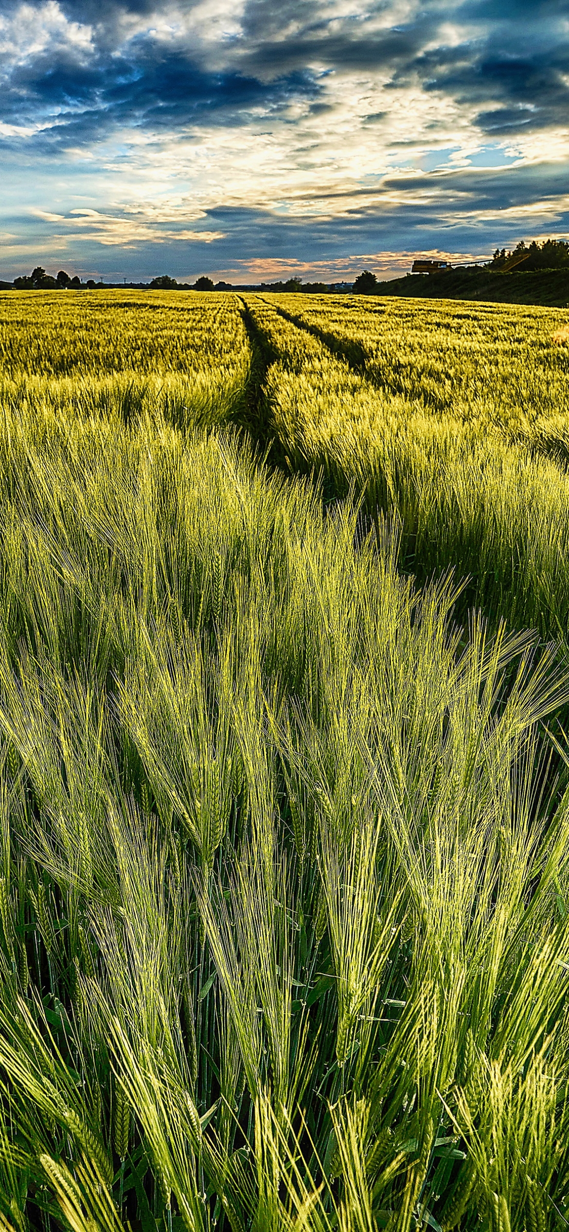 Descarga gratuita de fondo de pantalla para móvil de Trigo, Campo, Tierra/naturaleza.