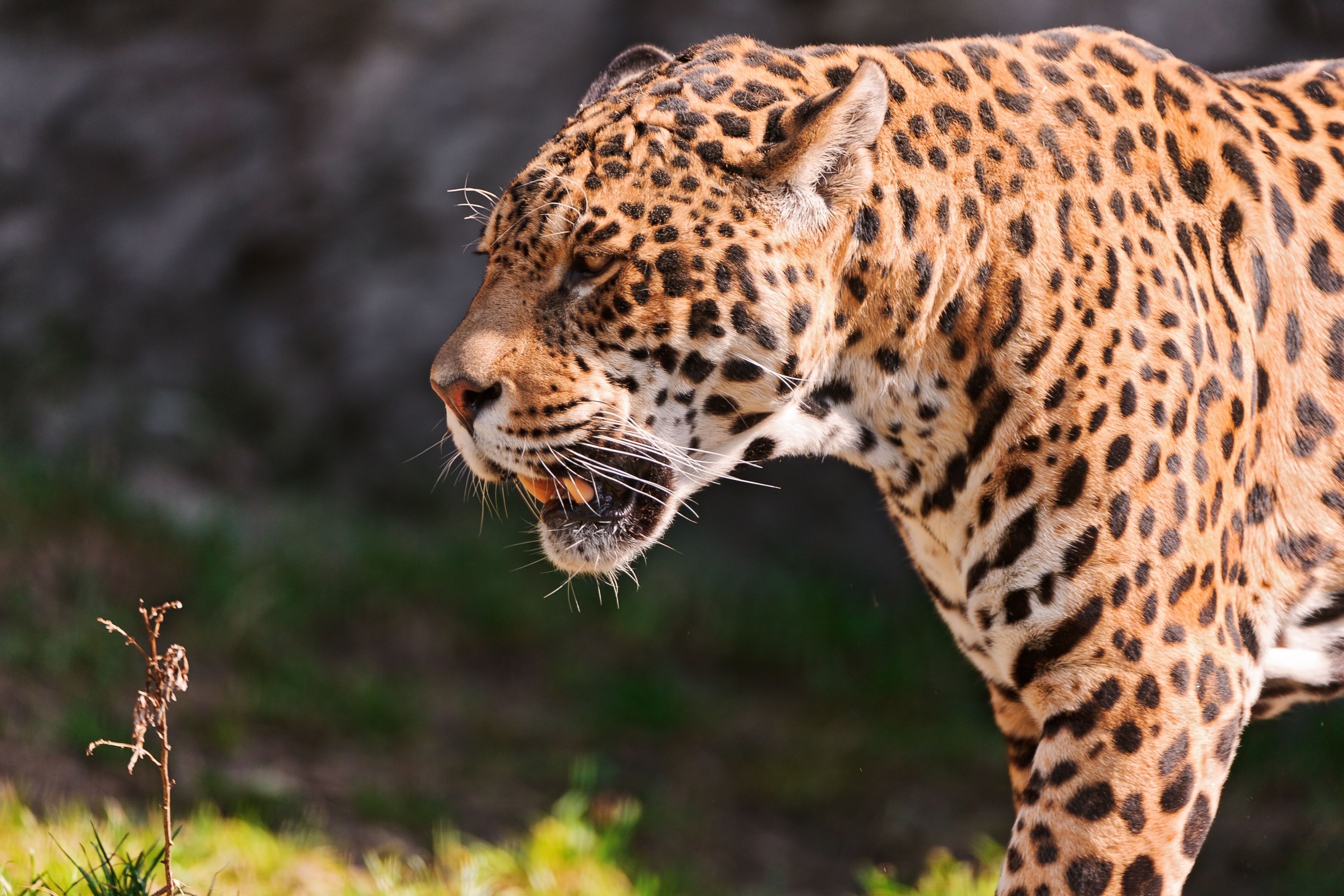 animals, grass, jaguar, grin, muzzle, predator