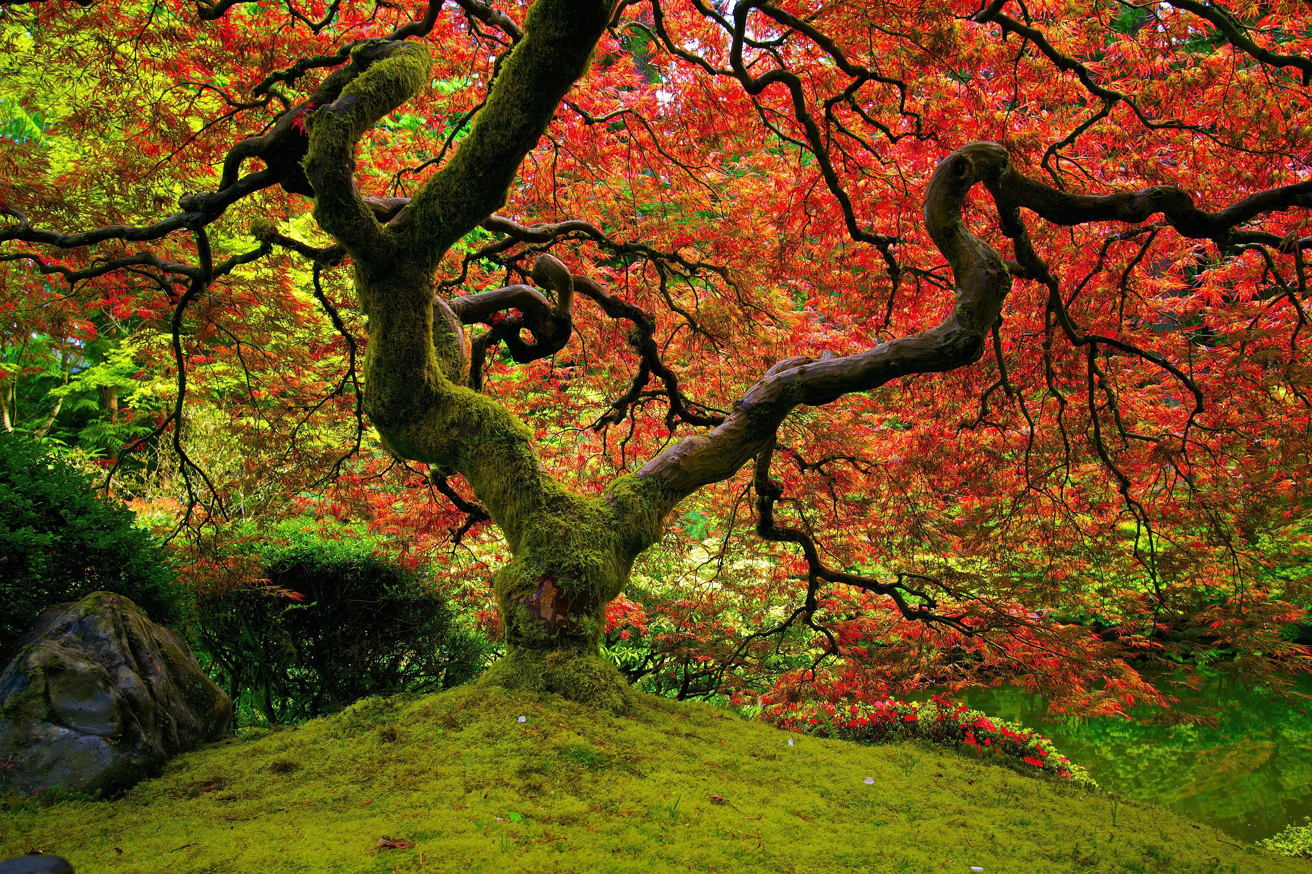 bright, nature, color, wood, sinuous, tree, crown, krone, colors, moss, twisted