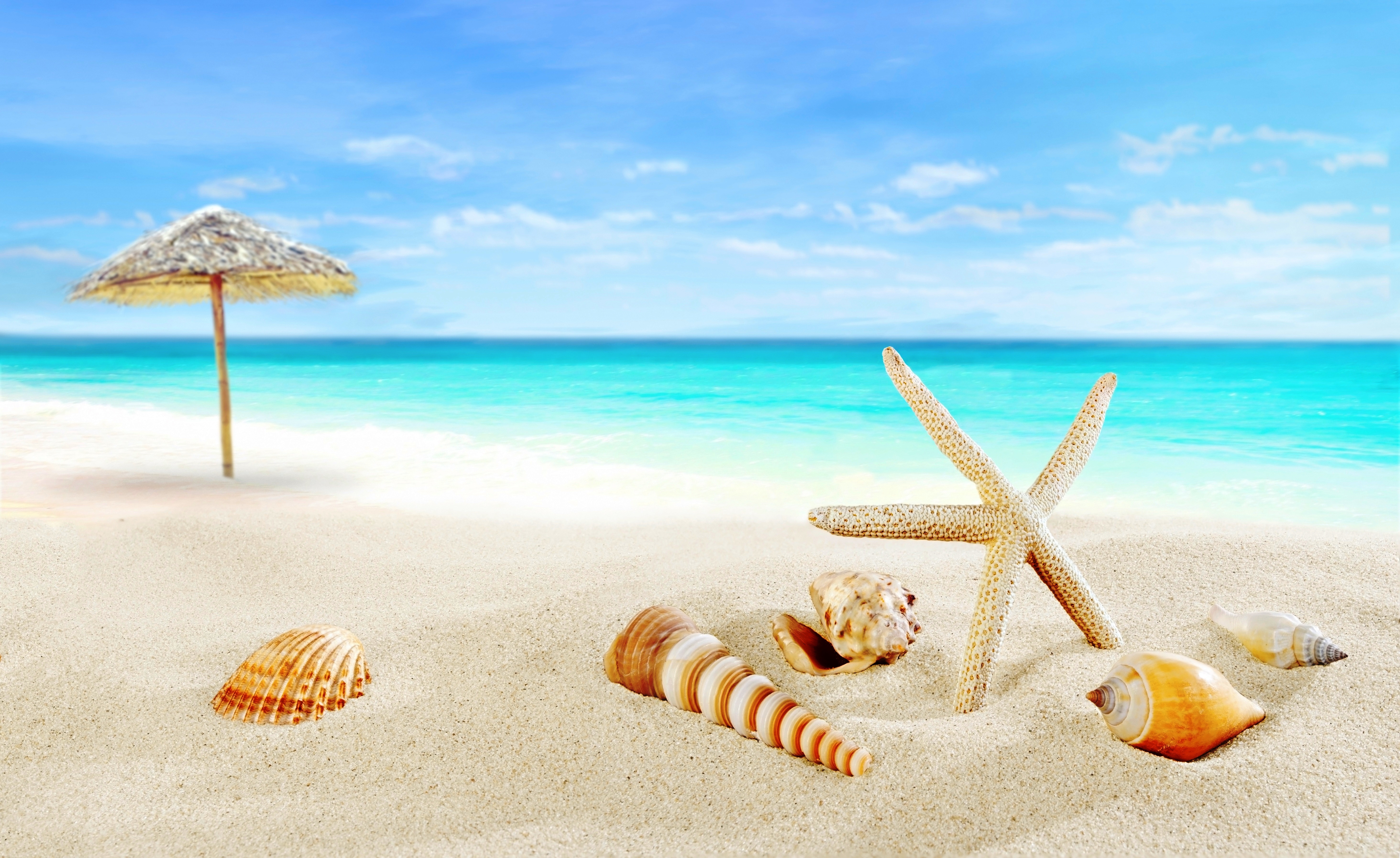 Download mobile wallpaper Sea, Beach, Sand, Horizon, Ocean, Earth, Tropical, Shell for free.