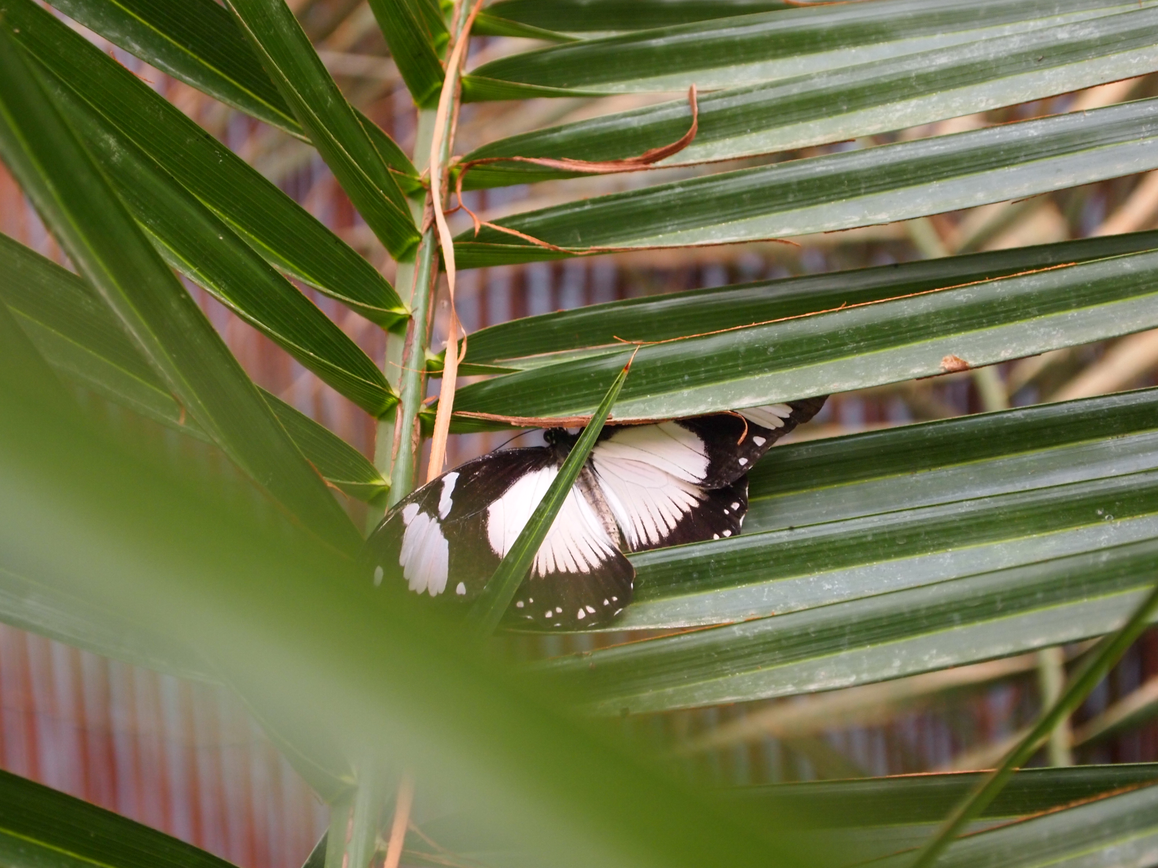 Descarga gratuita de fondo de pantalla para móvil de Mariposa, Animales.