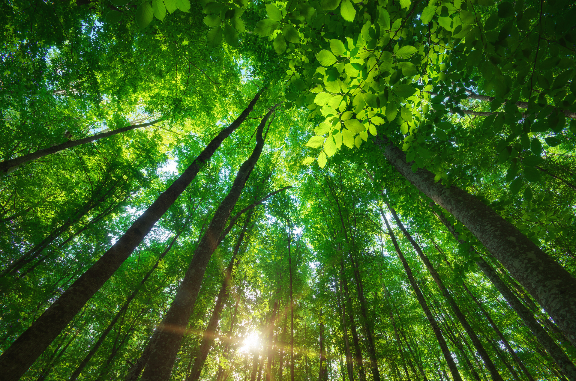 Free download wallpaper Forest, Tree, Earth, Greenery on your PC desktop