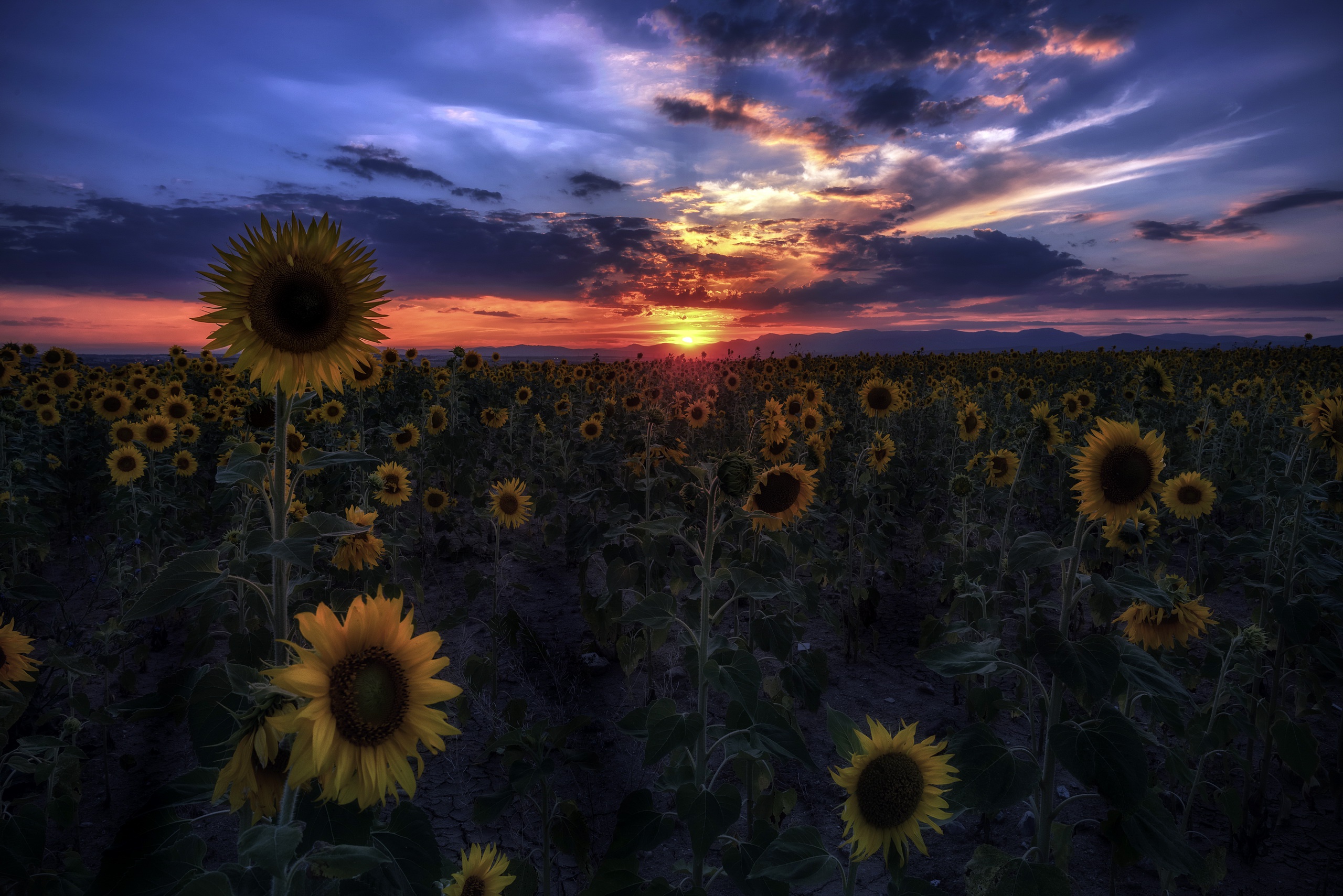 Free download wallpaper Nature, Flowers, Sunset, Summer, Flower, Earth, Cloud, Sunflower, Yellow Flower on your PC desktop