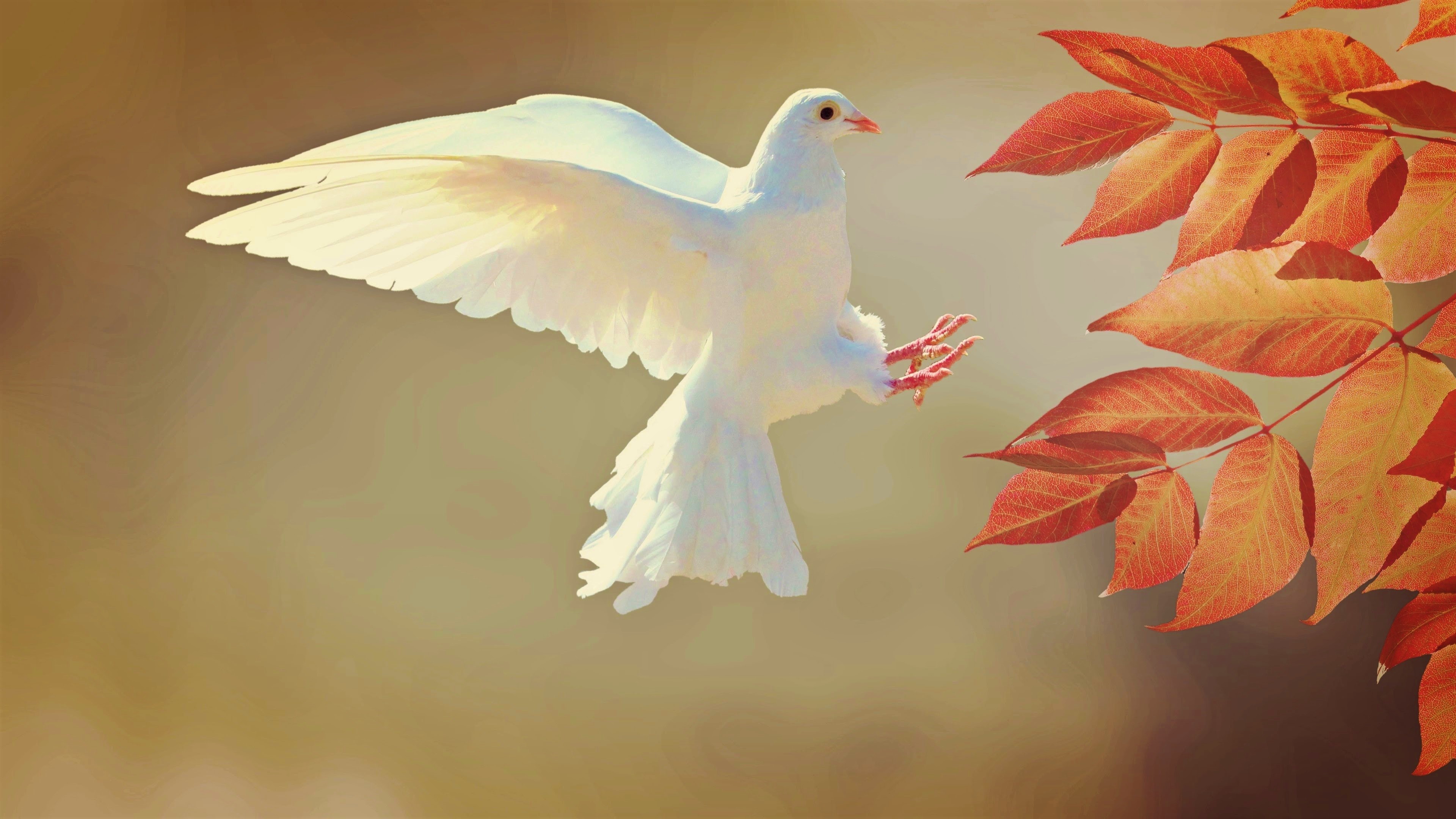 Free download wallpaper Birds, Bird, Leaf, Animal, Dove on your PC desktop