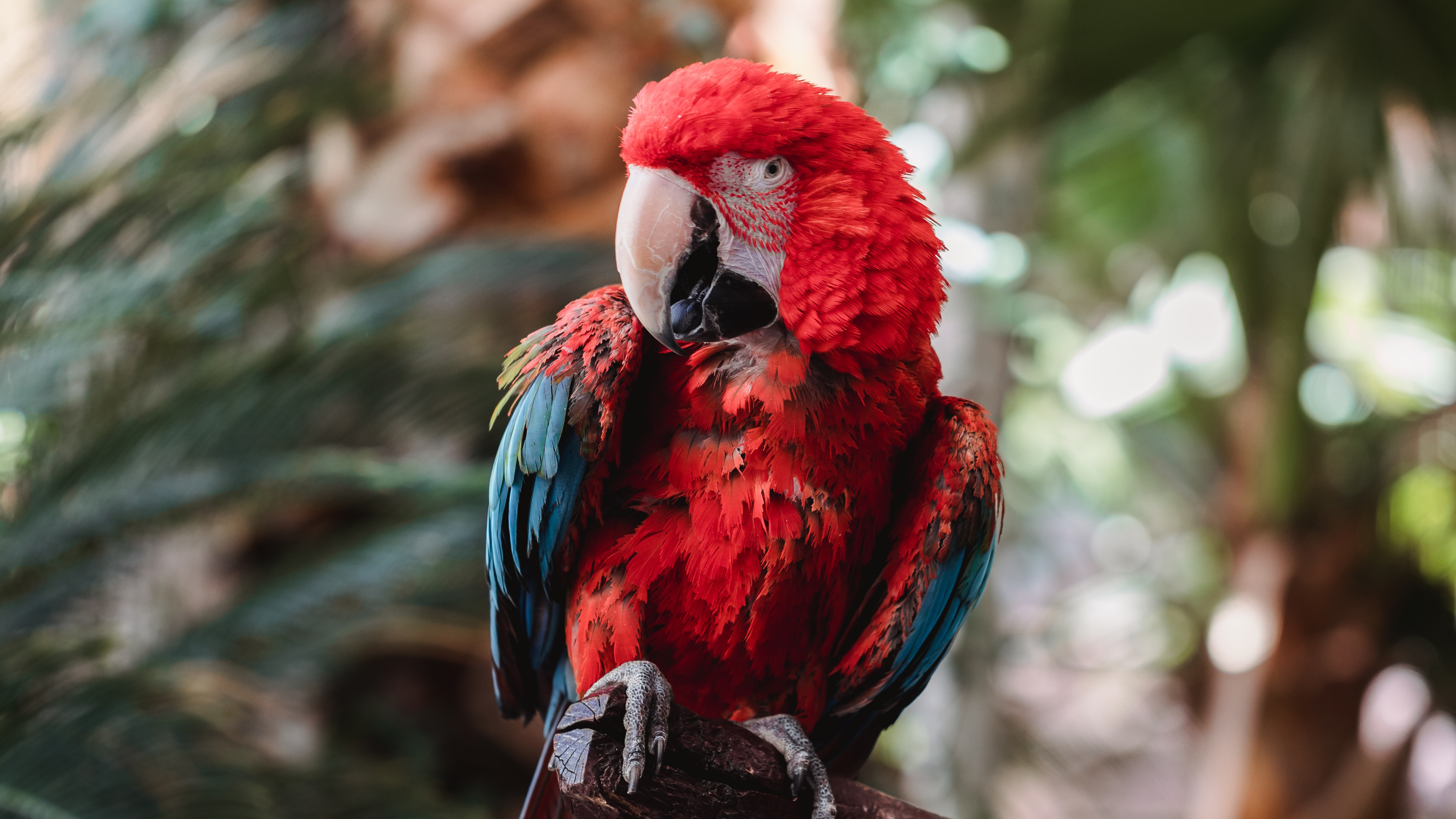 Download mobile wallpaper Birds, Bird, Animal, Parrot, Red And Green Macaw for free.
