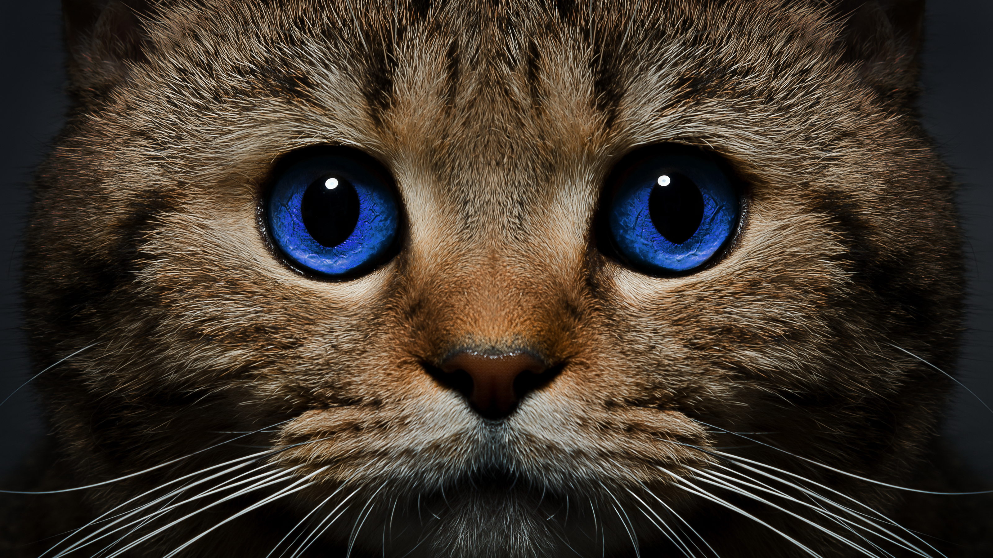 Laden Sie das Tiere, Katzen, Katze, Blaue Augen-Bild kostenlos auf Ihren PC-Desktop herunter