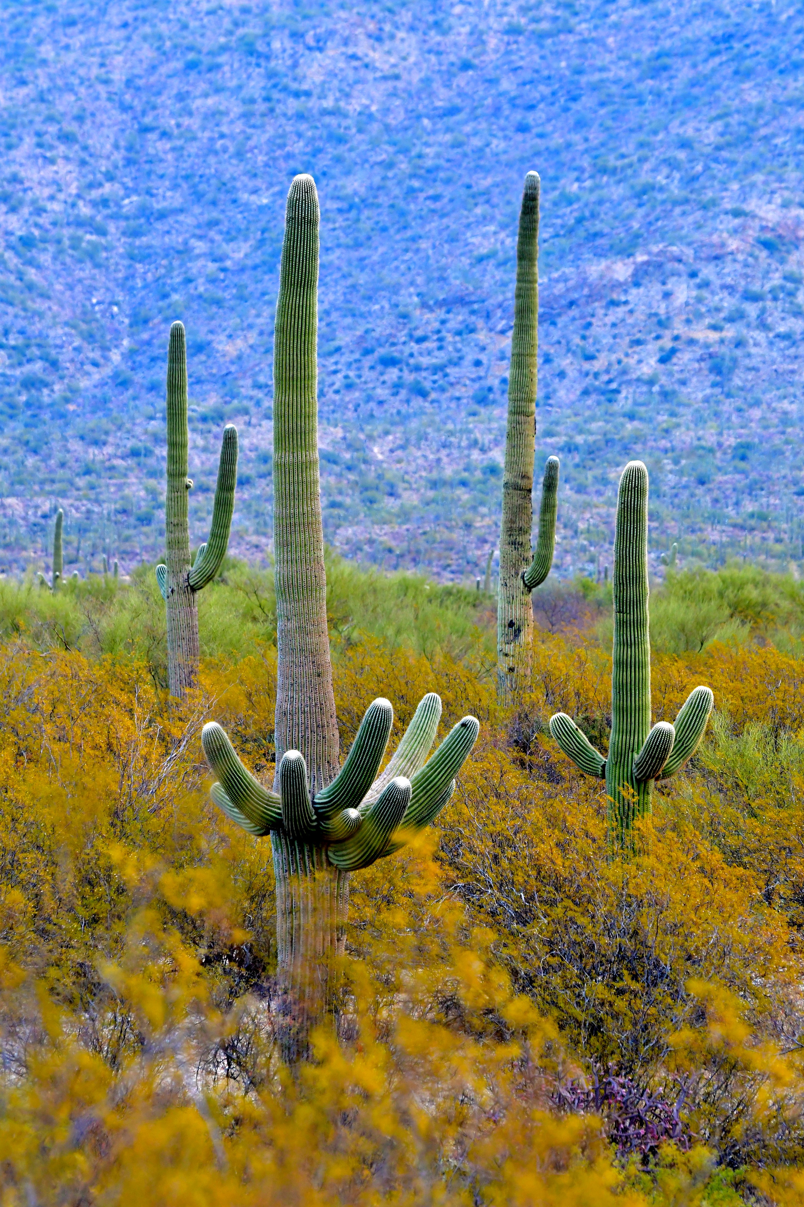 118310 baixar imagens natureza, cactus, bush, plantar, planta, galhos, ramos - papéis de parede e protetores de tela gratuitamente