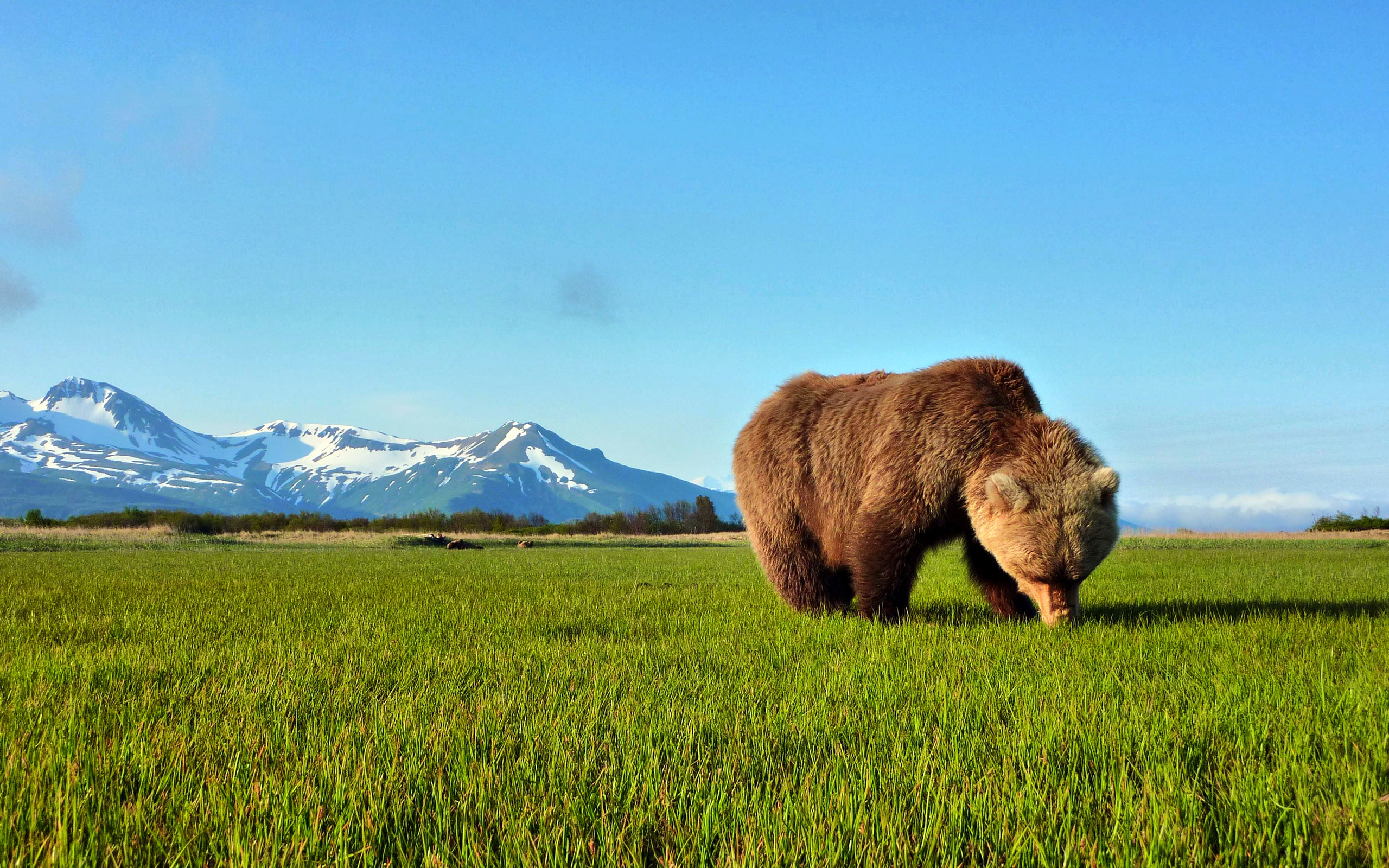 Download mobile wallpaper Bear, Animal for free.