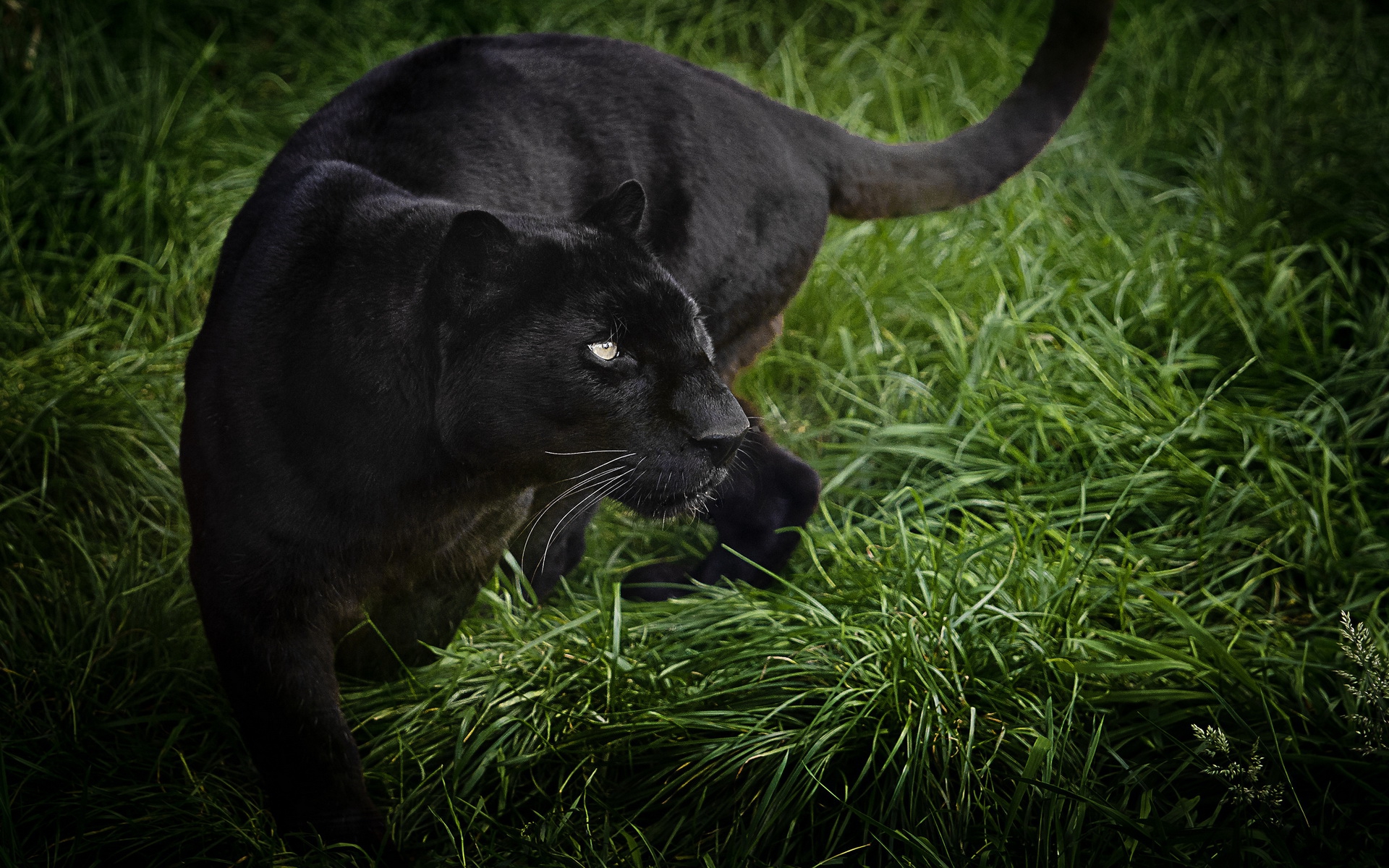 Завантажити шпалери безкоштовно Чорна Пантера, Коти, Тварина картинка на робочий стіл ПК
