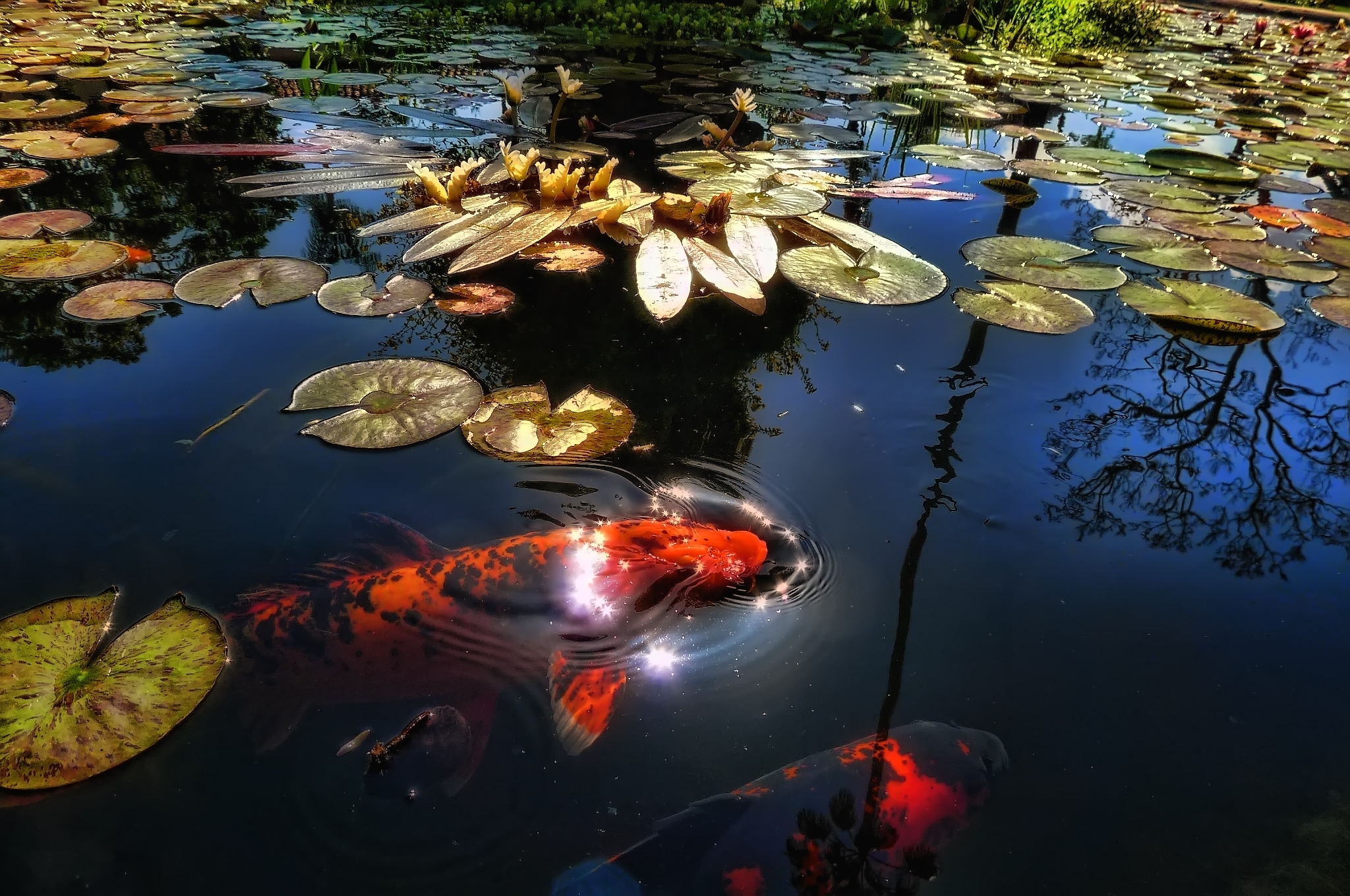 Free download wallpaper Animals, Lake, Reflection, Pond, Sunlight, Water Lilies, Fish, Leaves on your PC desktop