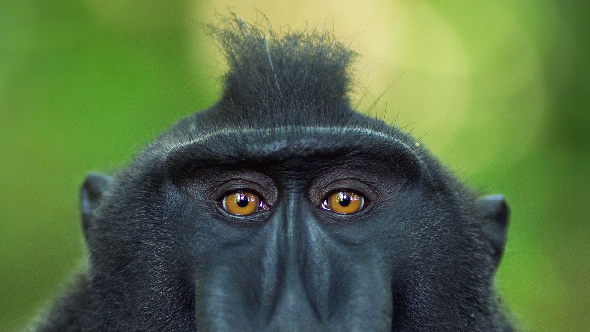 animal, crested black macaque, macaque, monkey, primate, stare