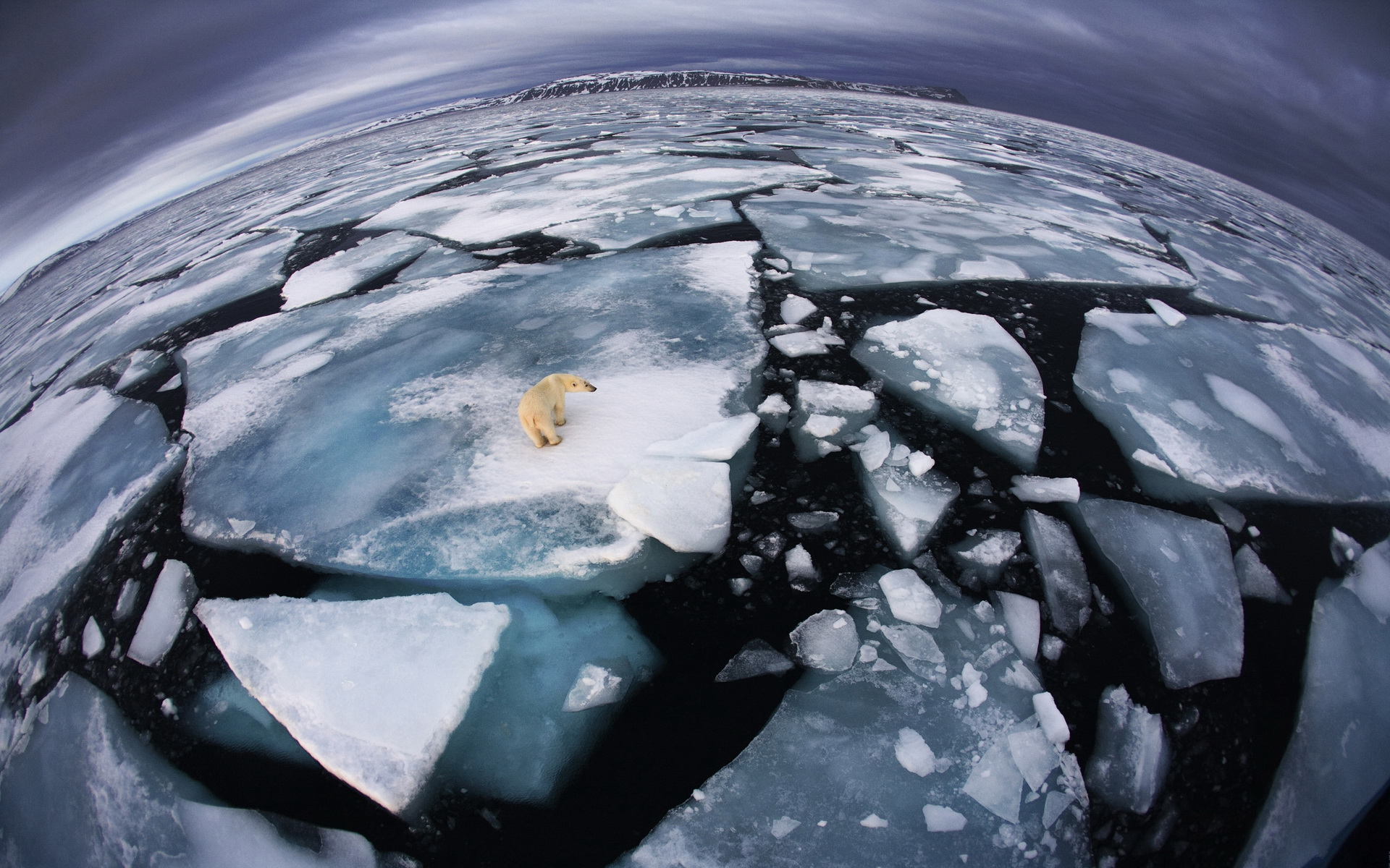 347165 télécharger l'image animaux, ours polair, glace, paysage, pôle nord, ours polaire, ours - fonds d'écran et économiseurs d'écran gratuits