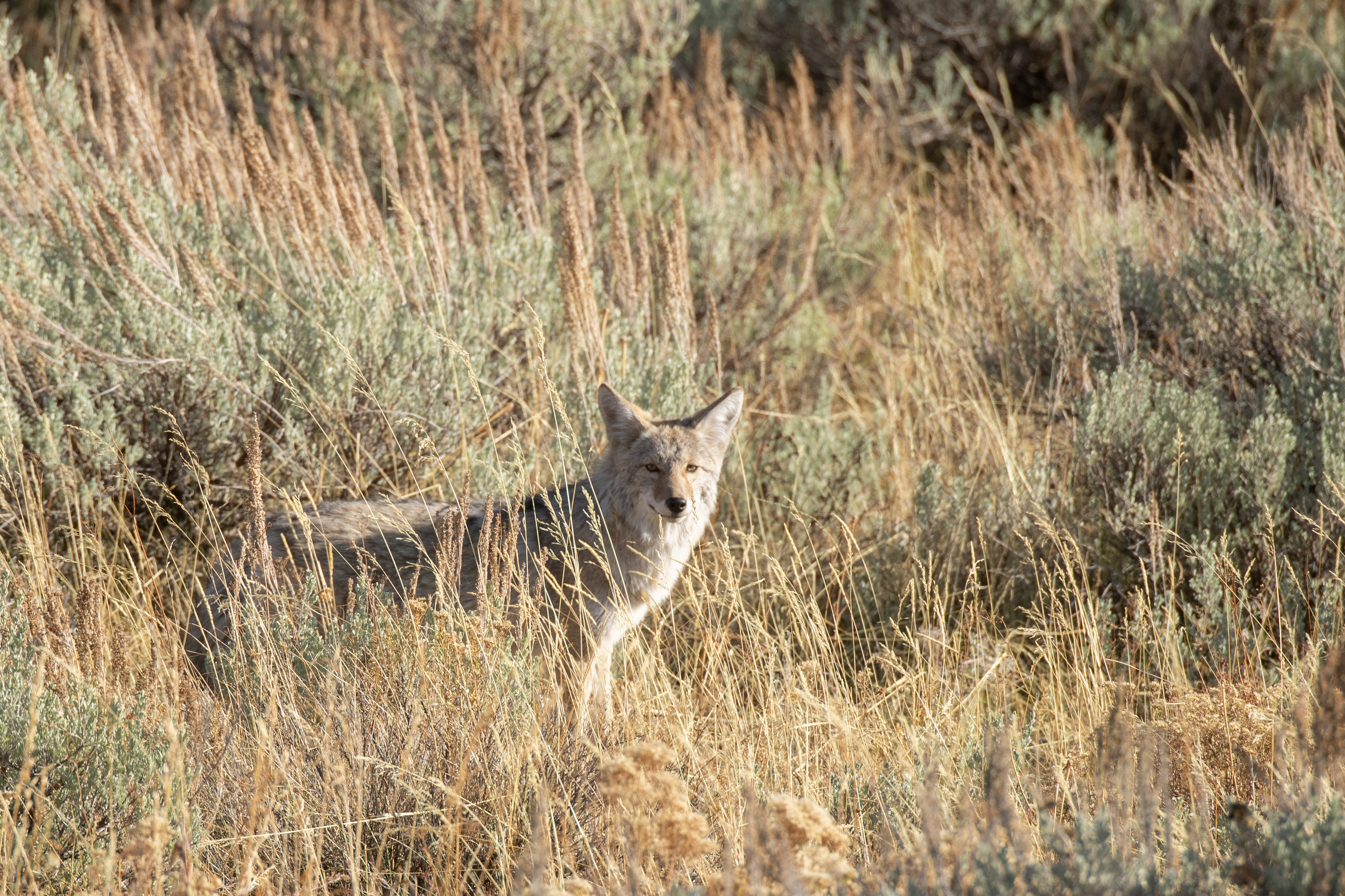 coyote, animals, grass, grey, wildlife, animal