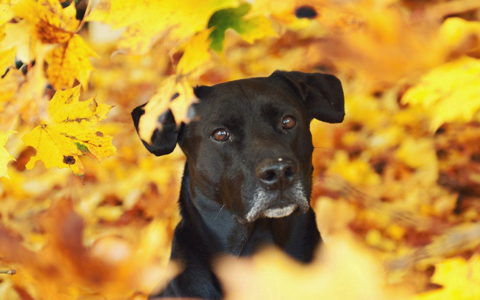 Free download wallpaper Sight, Opinion, Animals, Dog, Autumn on your PC desktop