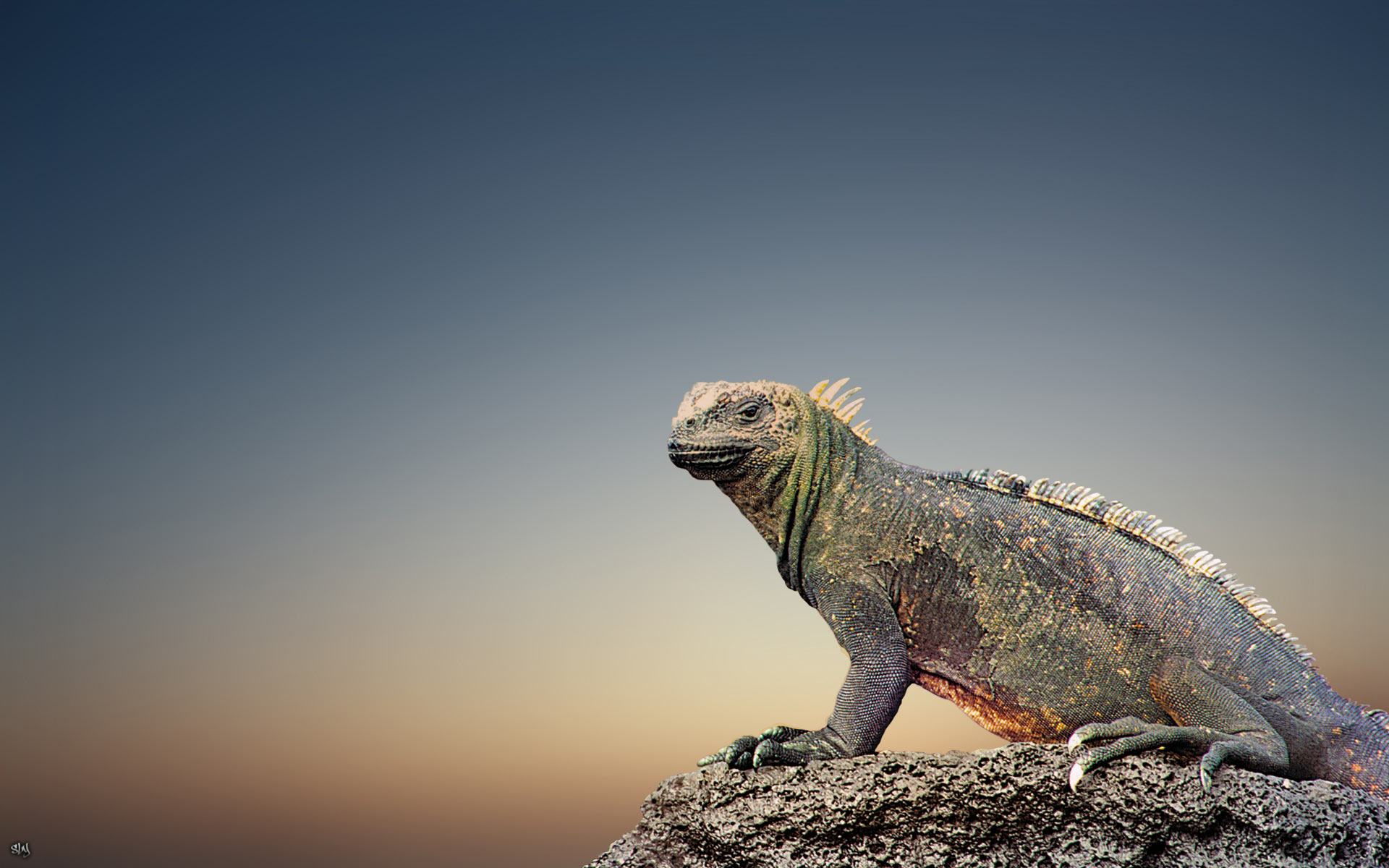 Descarga gratuita de fondo de pantalla para móvil de Iguana, Lagarto, Reptiles, Animales.