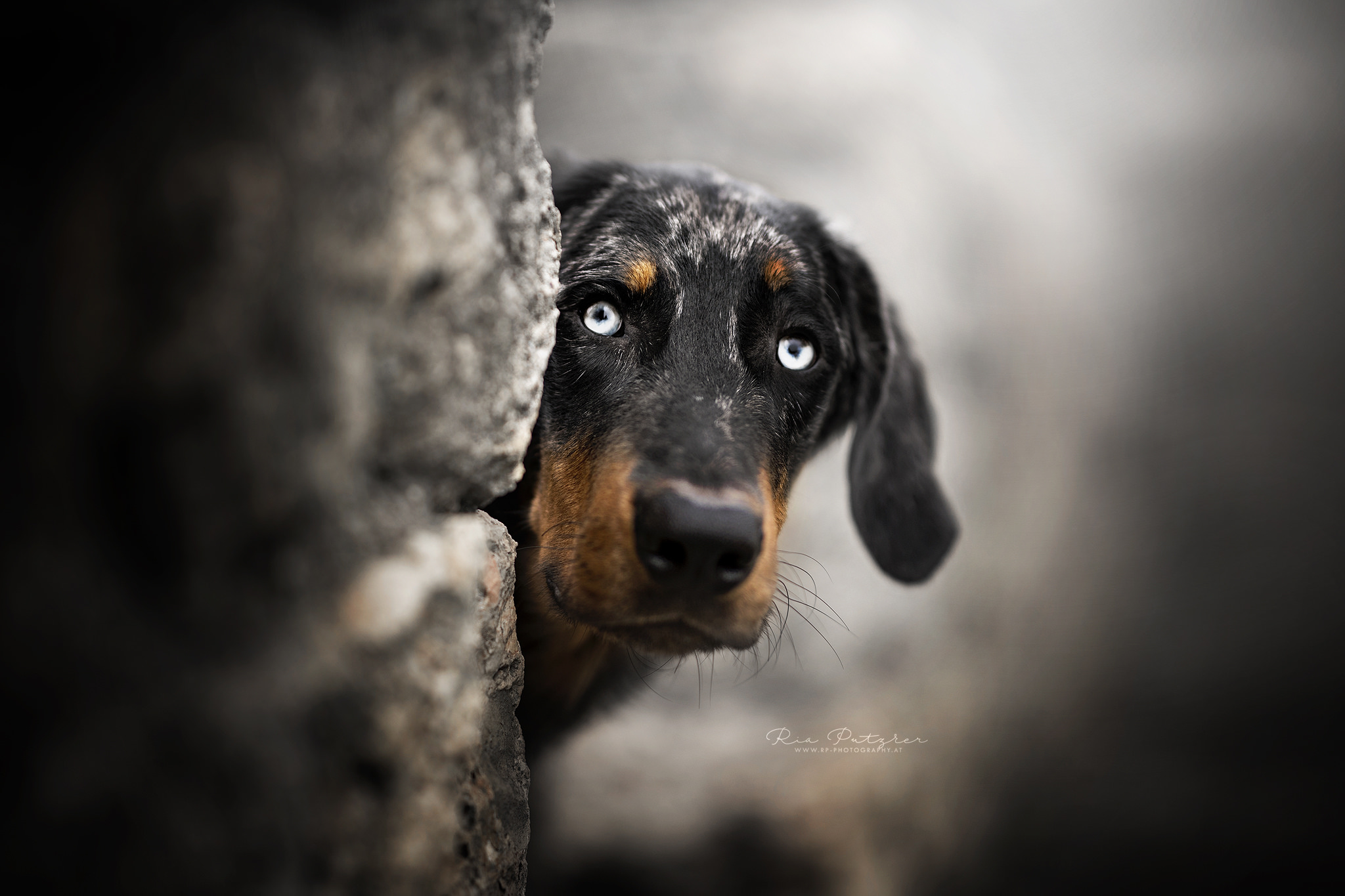 Baixe gratuitamente a imagem Animais, Cães, Cão na área de trabalho do seu PC