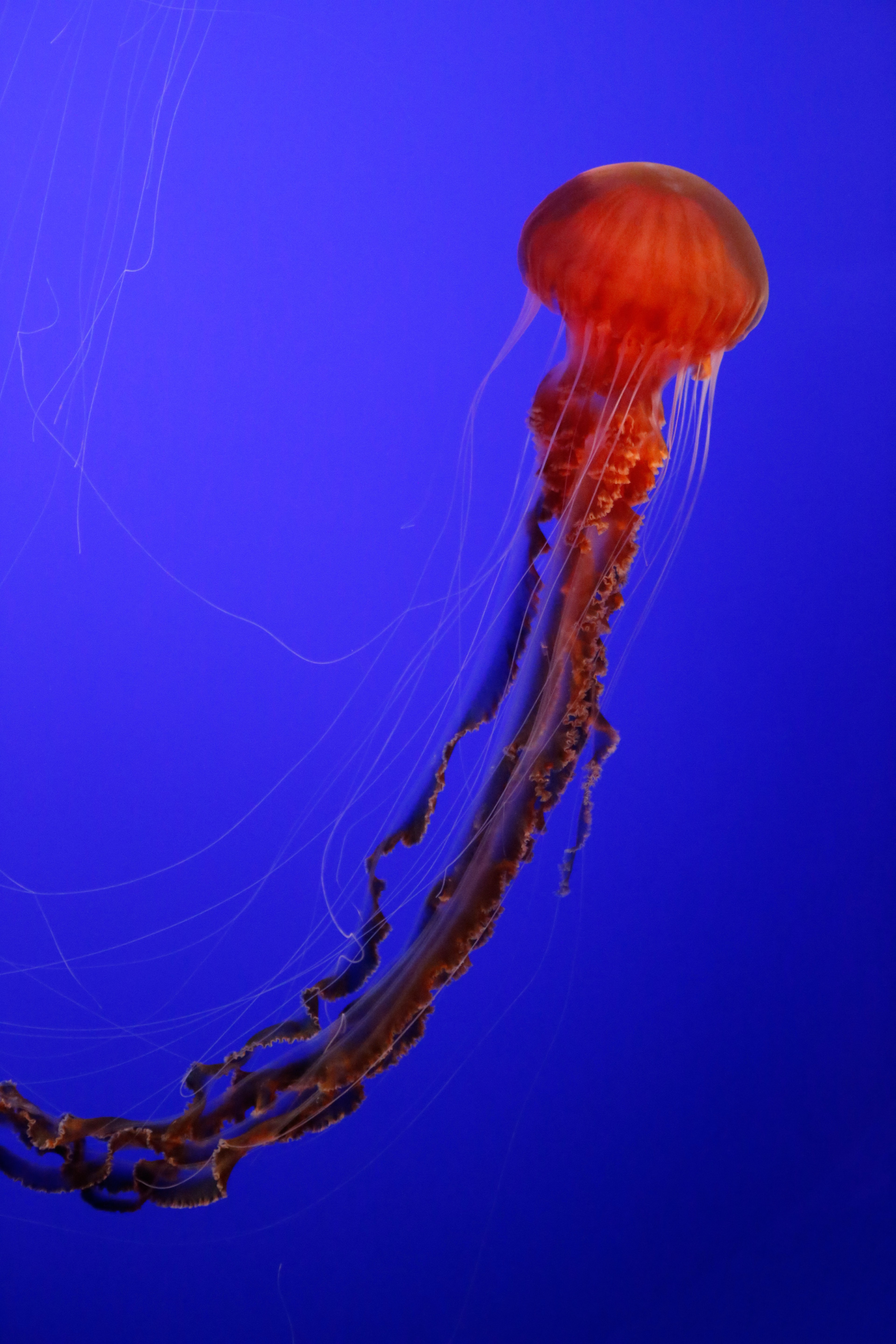 jellyfish, animals, red, being, creature, tentacles