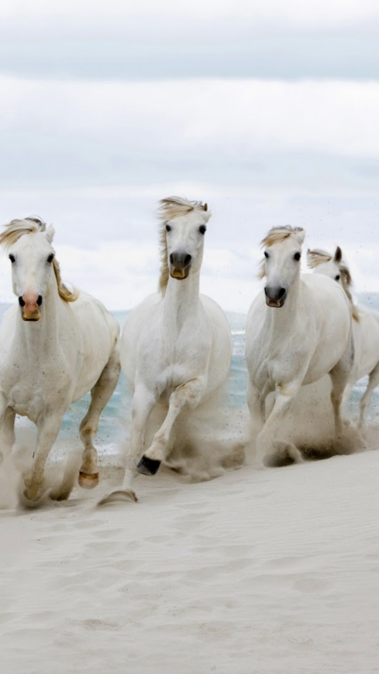 Téléchargez des papiers peints mobile Animaux, Cheval gratuitement.