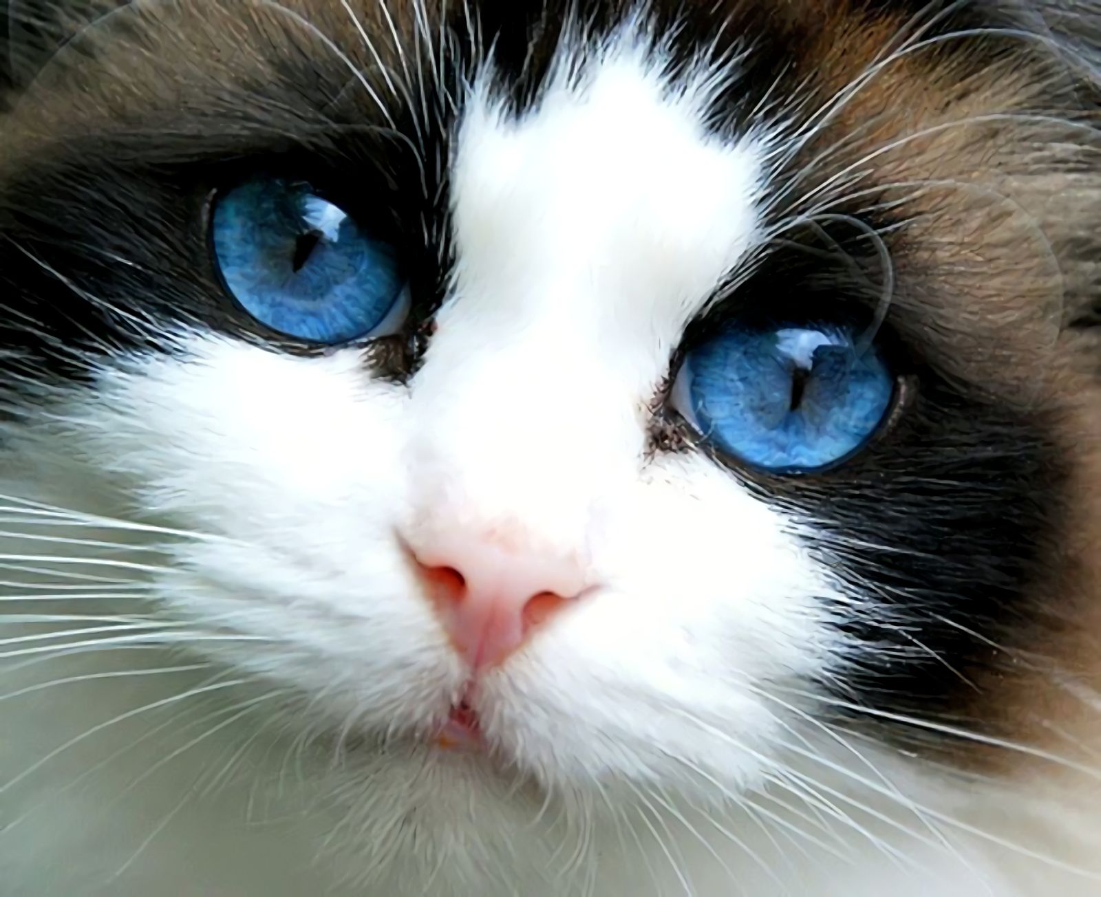 Descarga gratuita de fondo de pantalla para móvil de Animales, Gato, Gatito, De Cerca, Lindo, Cara, Ojos Azules.