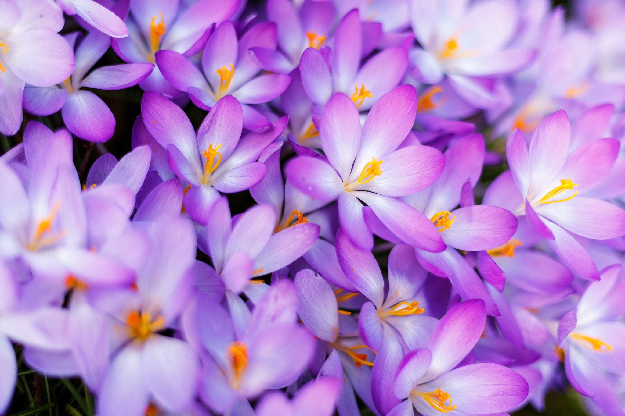 Download mobile wallpaper Nature, Flowers, Flower, Earth, Crocus, Purple Flower for free.