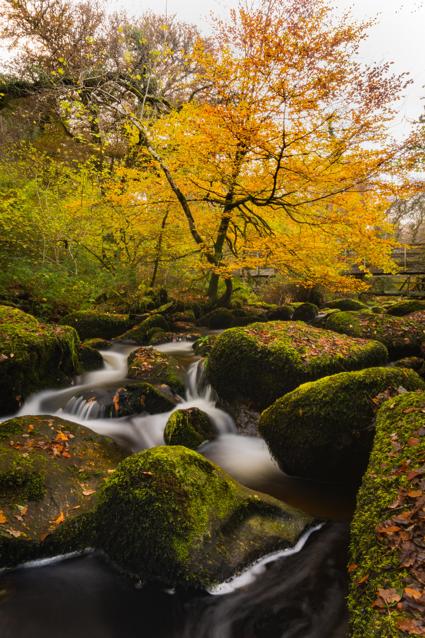 Download mobile wallpaper Autumn, Trees, Rivers, Stones, Moss, Nature for free.