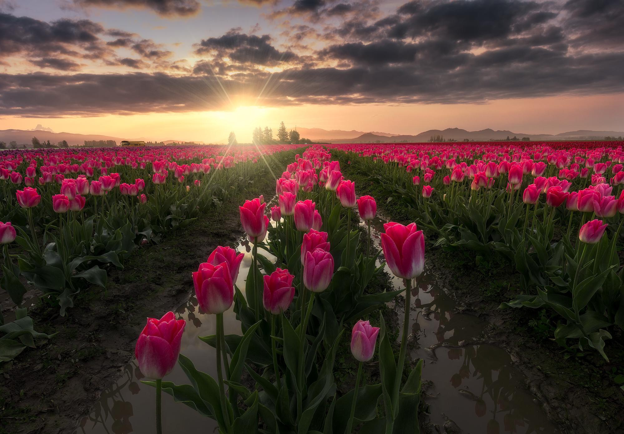 Download mobile wallpaper Earth, Tulip for free.