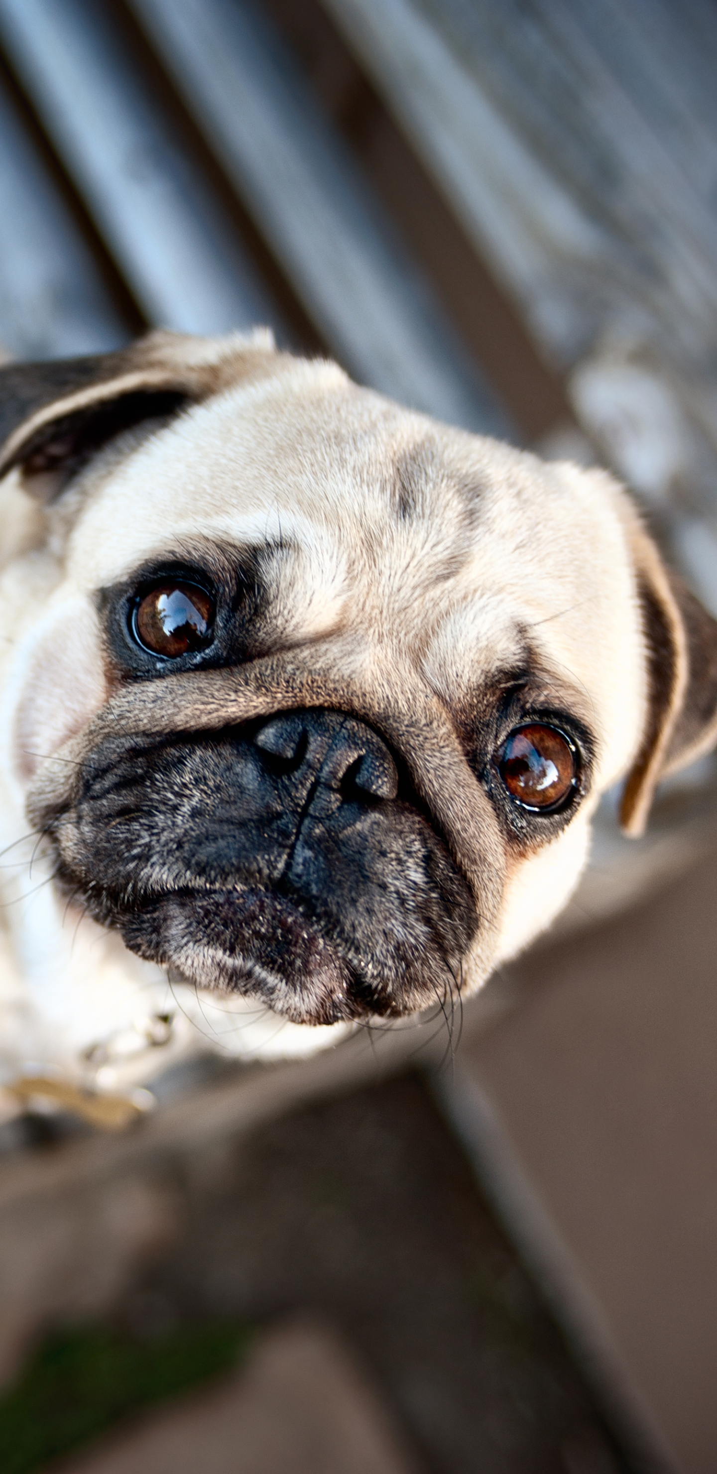 Free download wallpaper Dogs, Animal, Pug on your PC desktop