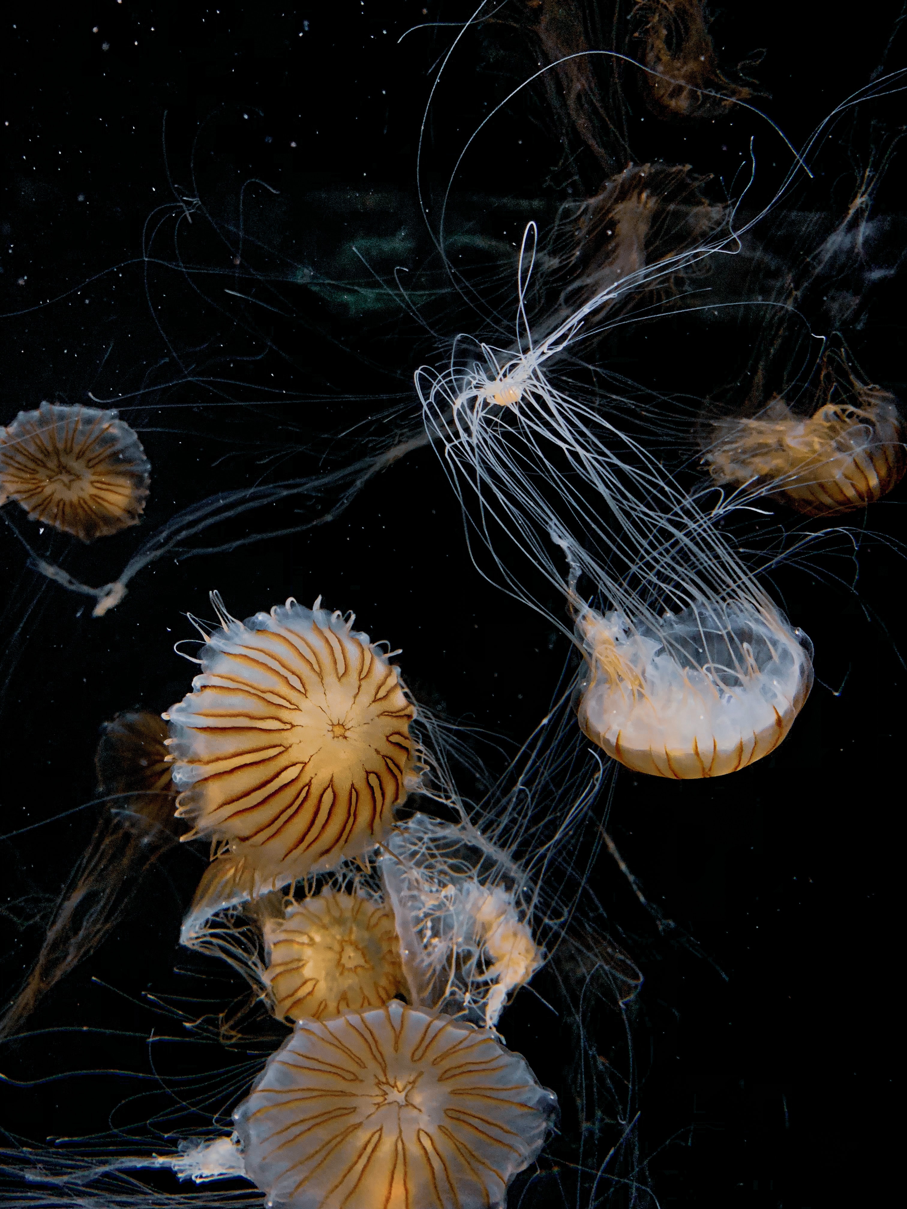 Download mobile wallpaper Tentacle, Animals, Handsomely, It's Beautiful, Jellyfish for free.