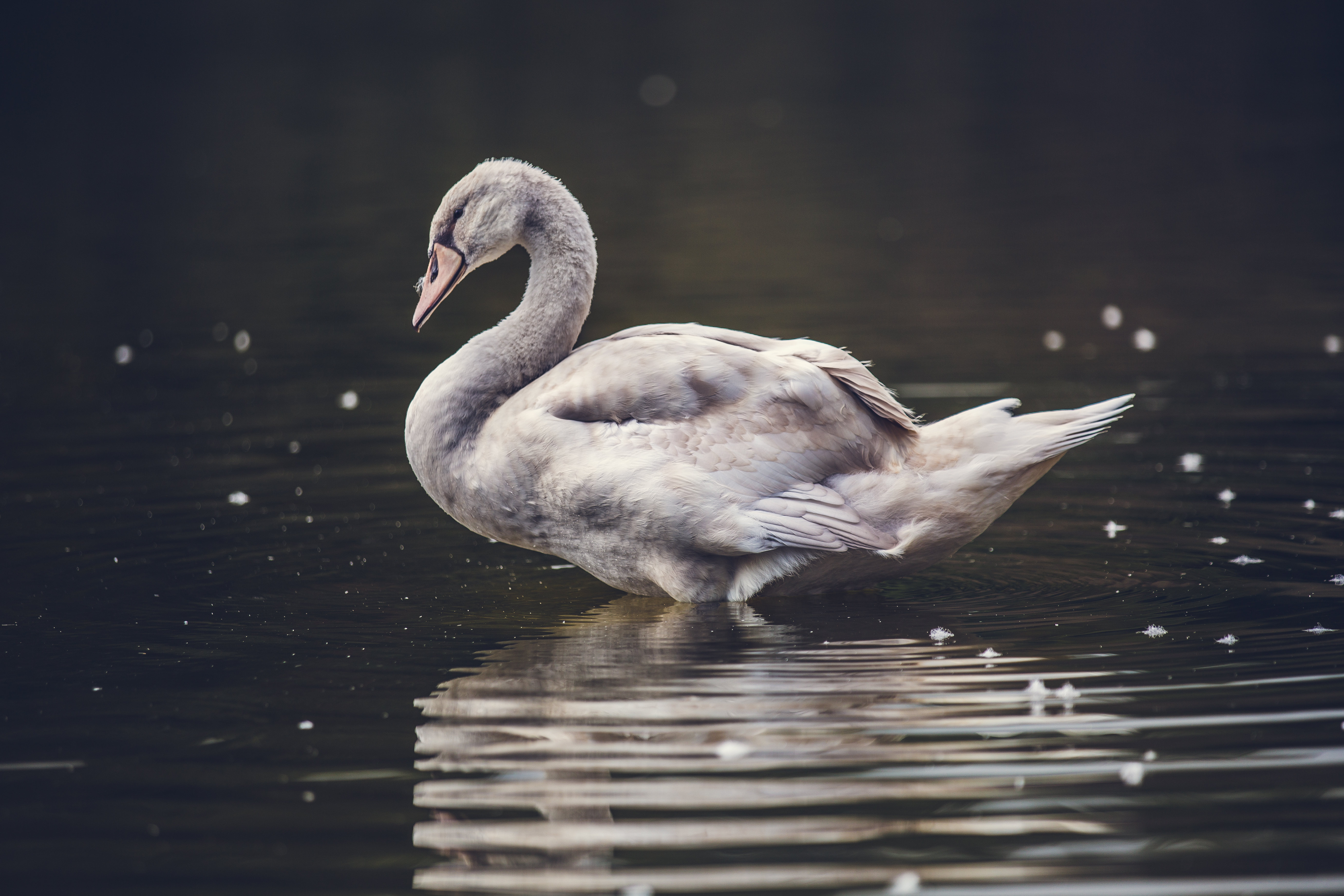 Download mobile wallpaper Birds, Water, Reflection, Bird, Animal, Swan for free.