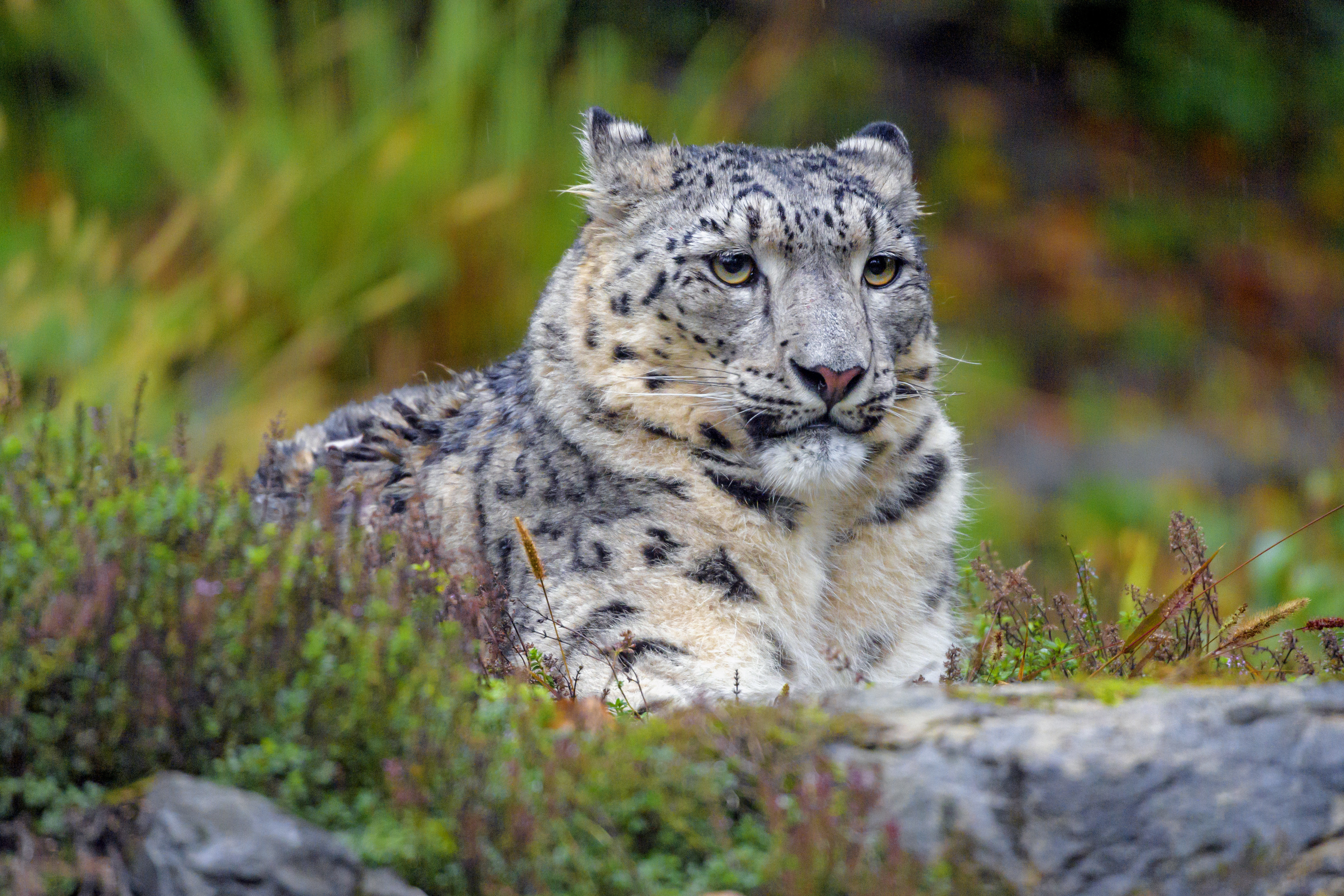 Free download wallpaper Snow Leopard, Spots, Opinion, Sight, Animals, Predator, Big Cat, Stains on your PC desktop
