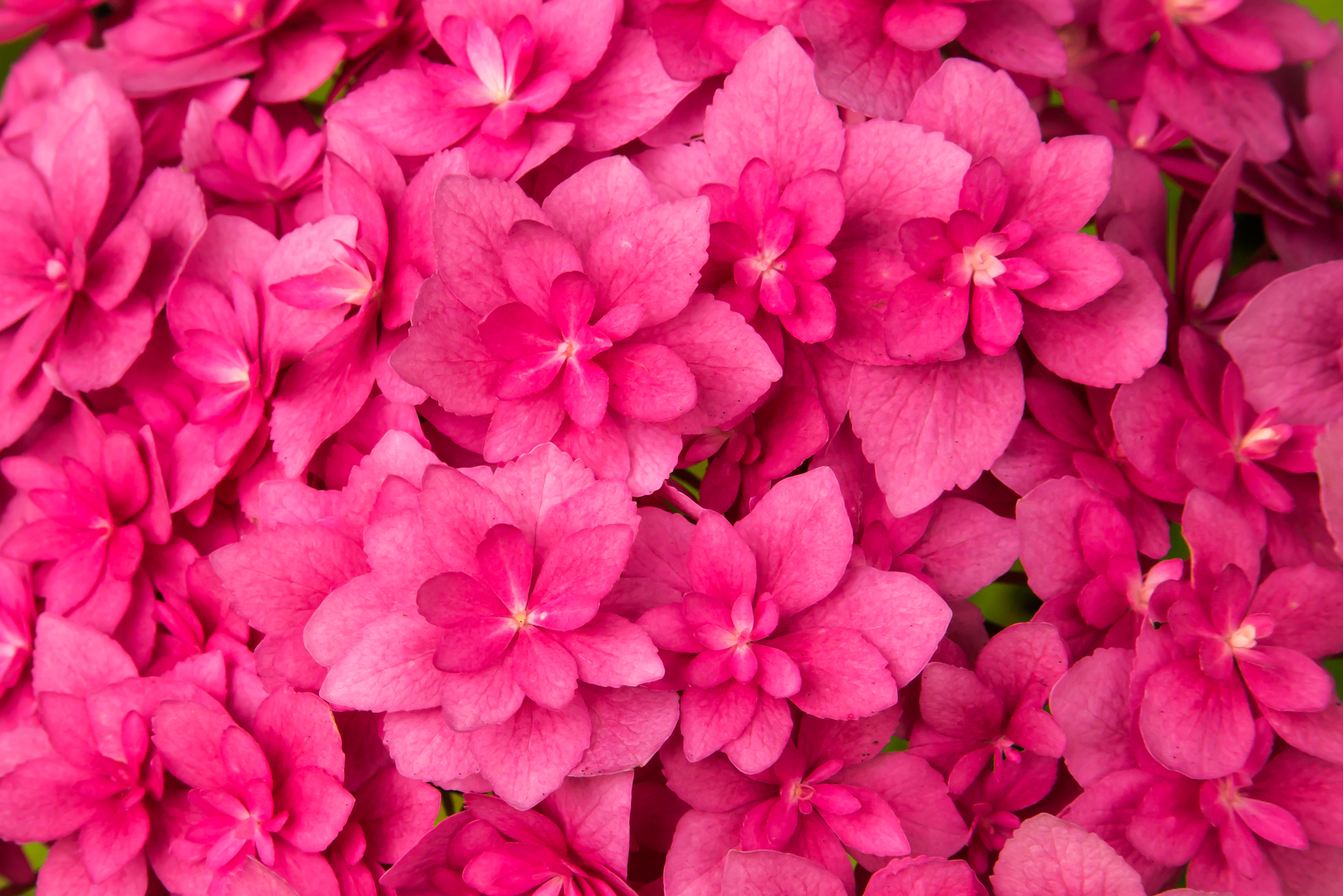 93236 скачать обои розовый, цветы, листья, растение - заставки и картинки бесплатно