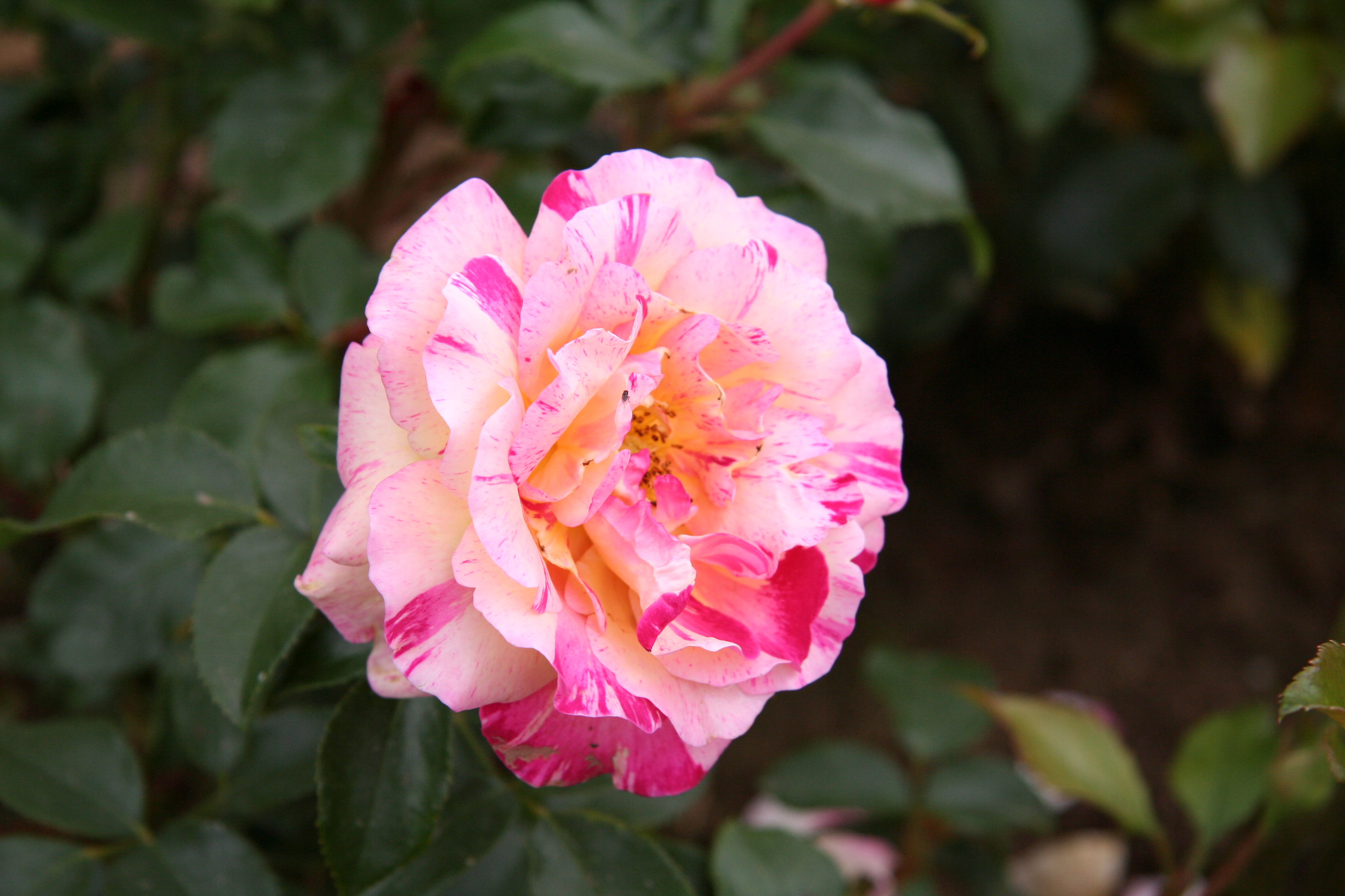 Téléchargez gratuitement l'image Fleurs, Rose, Terre/nature sur le bureau de votre PC