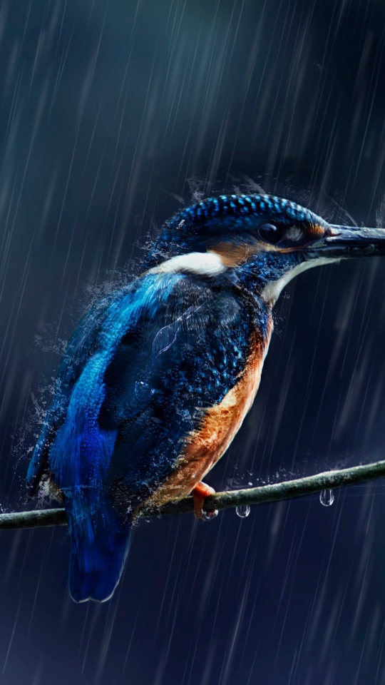 Download mobile wallpaper Birds, Rain, Bird, Animal, Kingfisher for free.