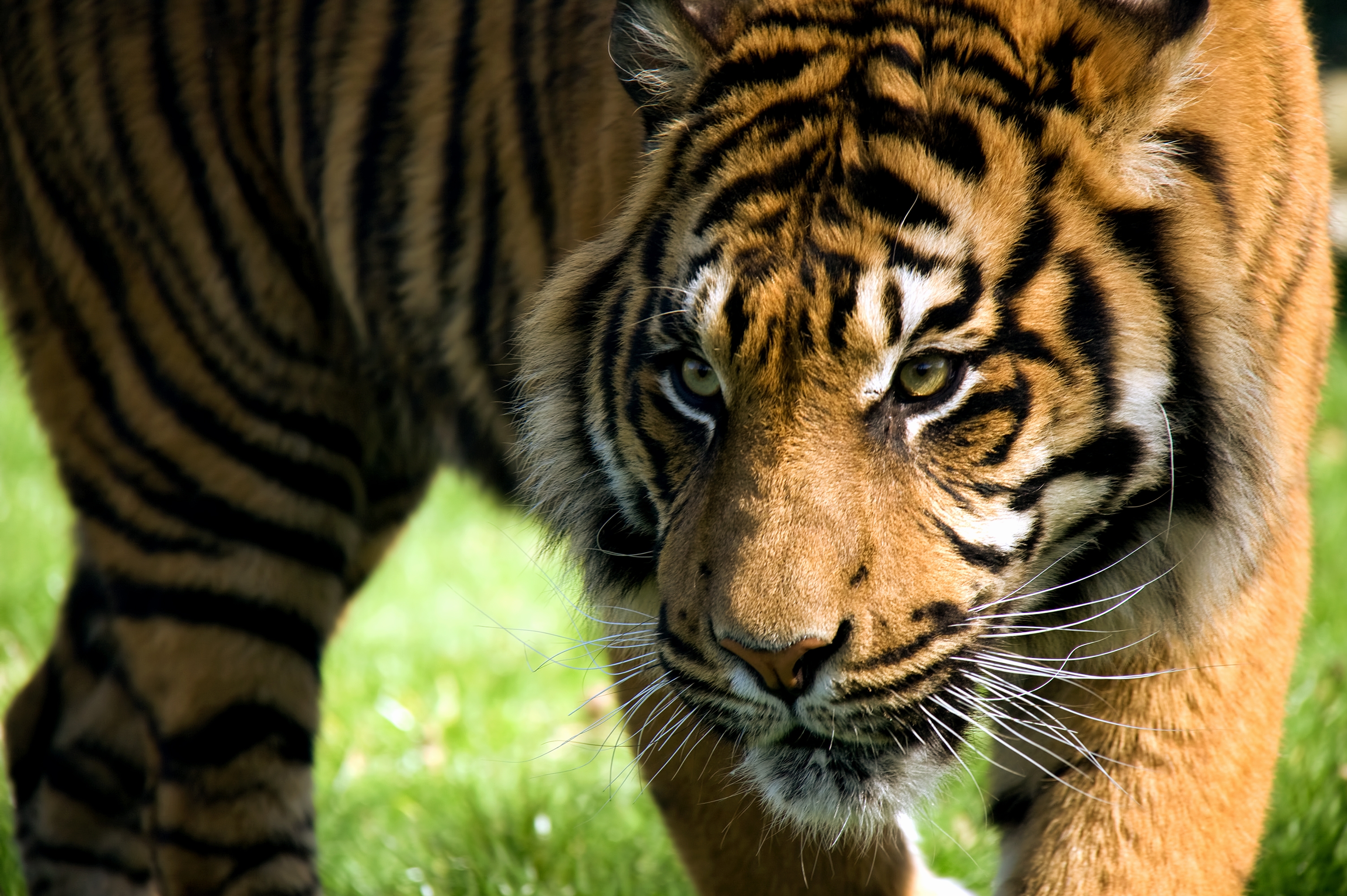 Free download wallpaper Muzzle, Striped, Tiger, Big Cat, Animals, Predator on your PC desktop