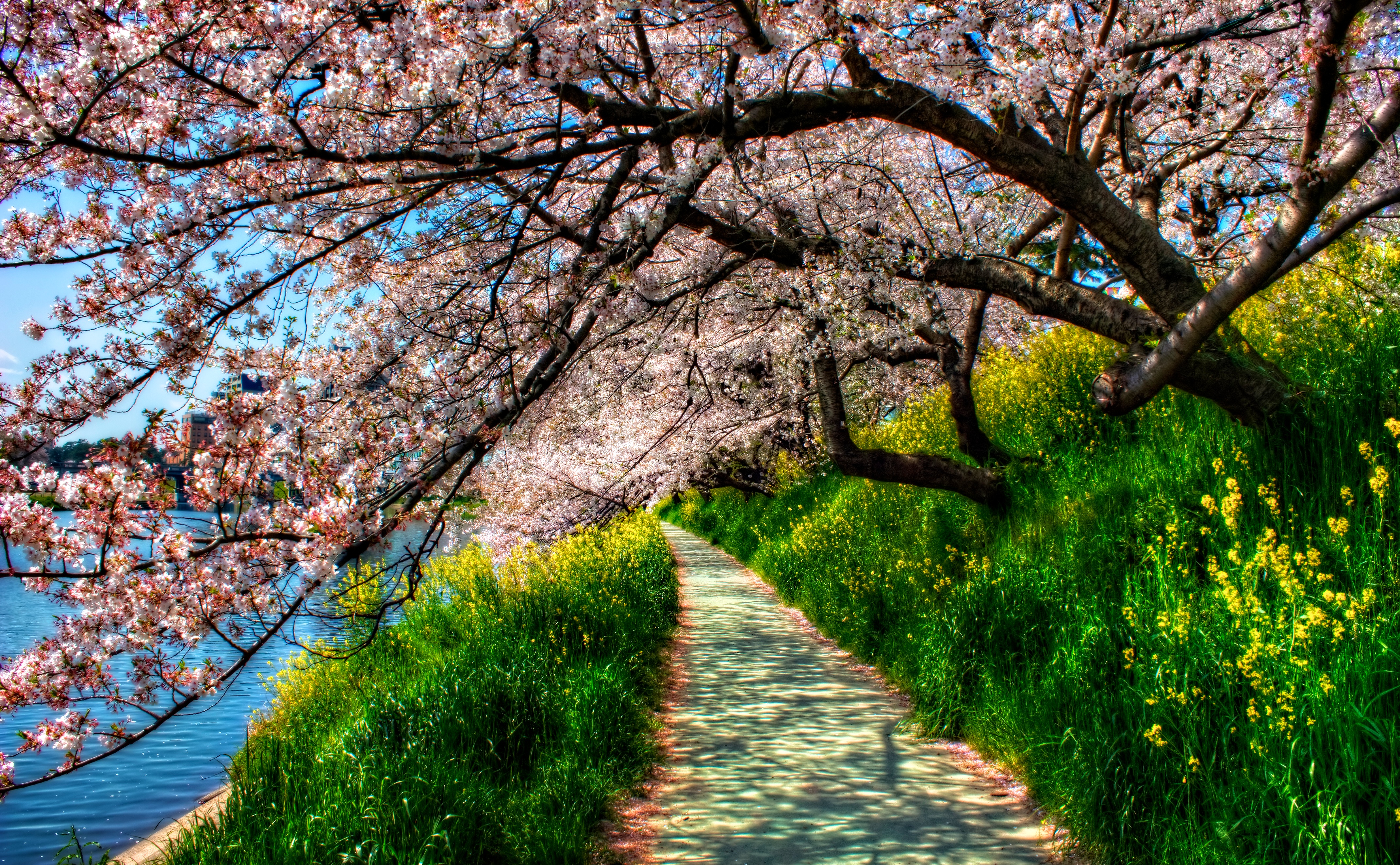 Free download wallpaper Flowers, Grass, Park, Tree, Earth, Path, Hdr, Spring, River, Blossom on your PC desktop
