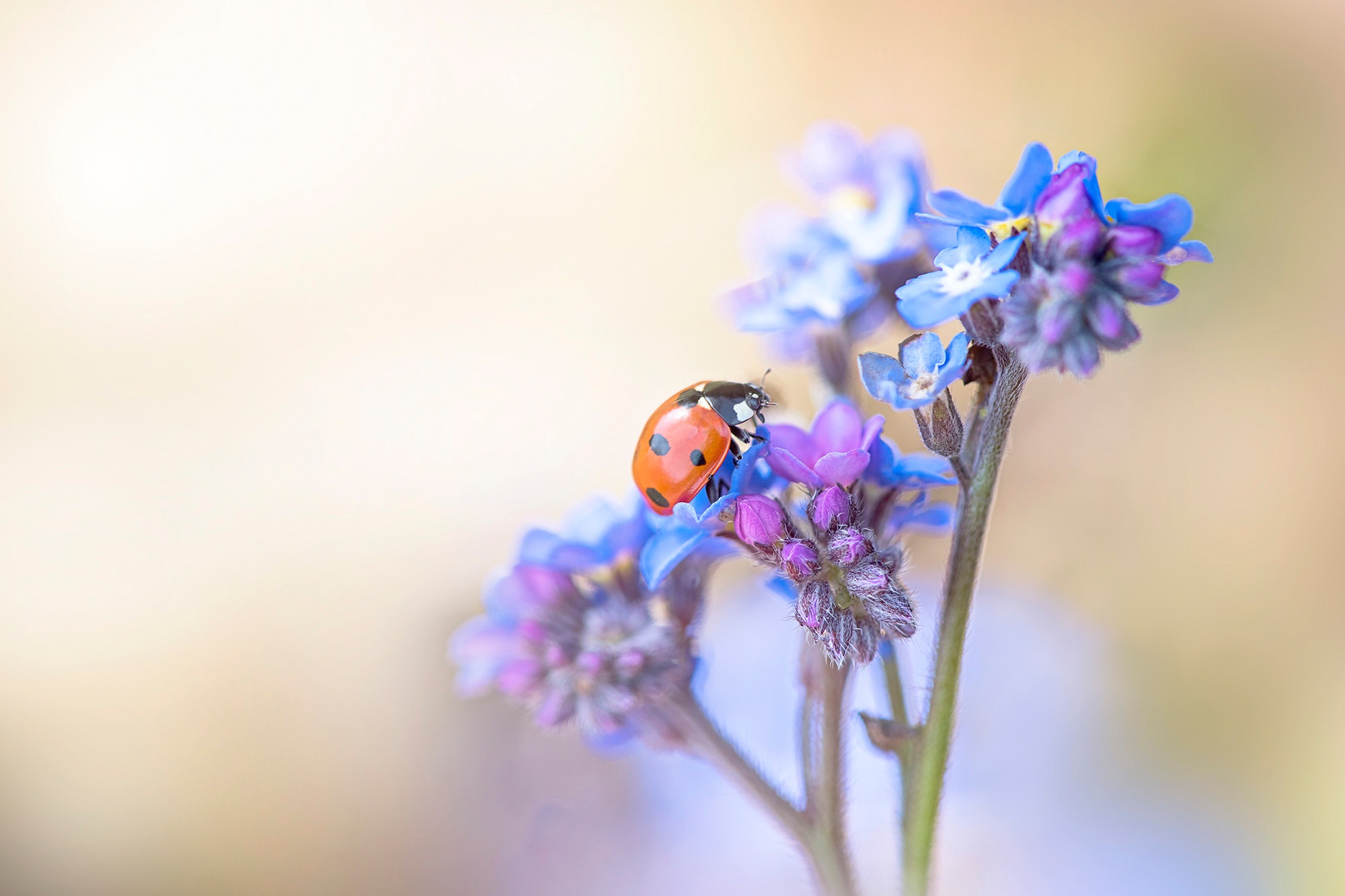 Free download wallpaper Flower, Macro, Insect, Animal, Ladybug, Forget Me Not on your PC desktop