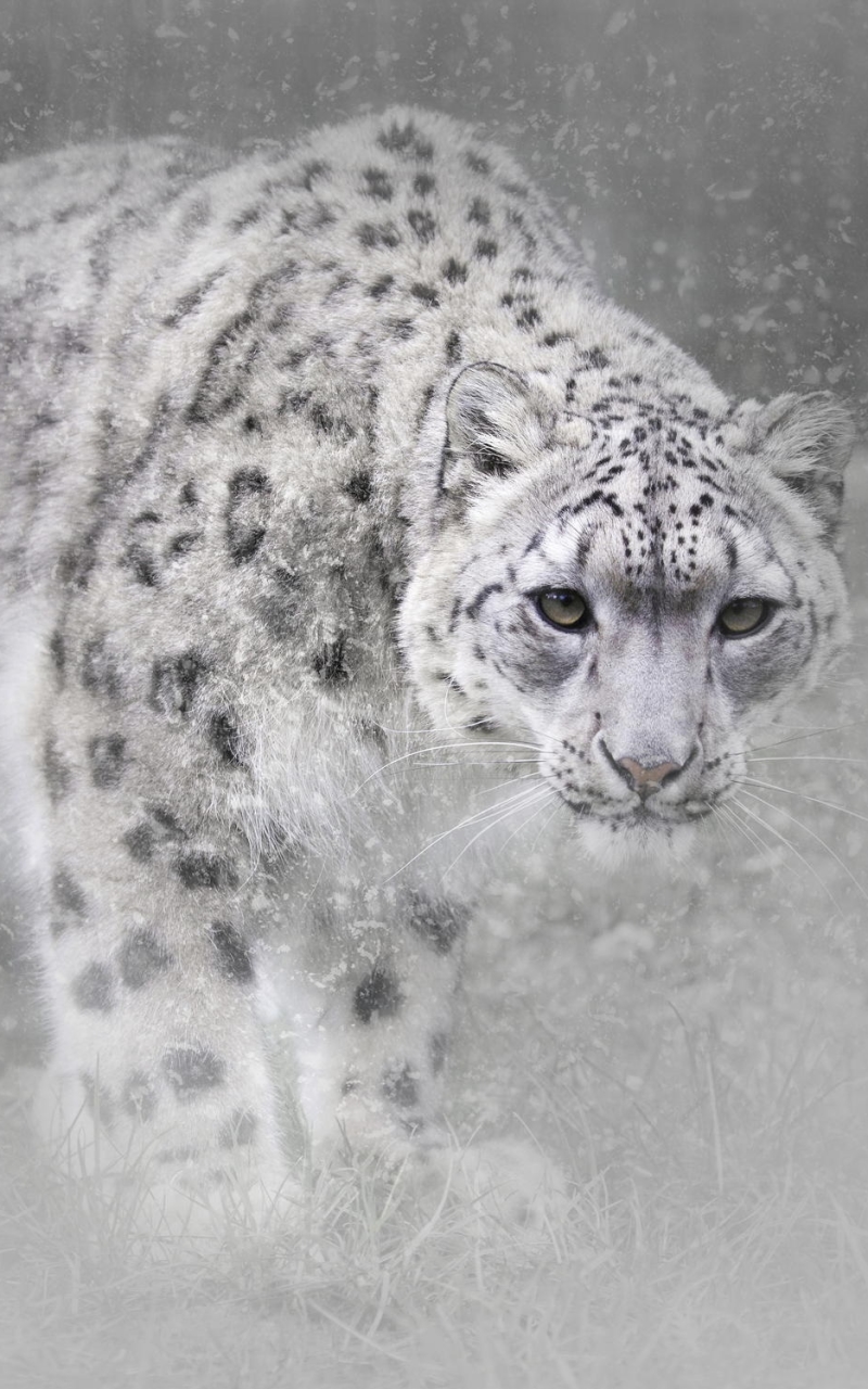 Download mobile wallpaper Cats, Snow Leopard, Animal, Snowfall for free.