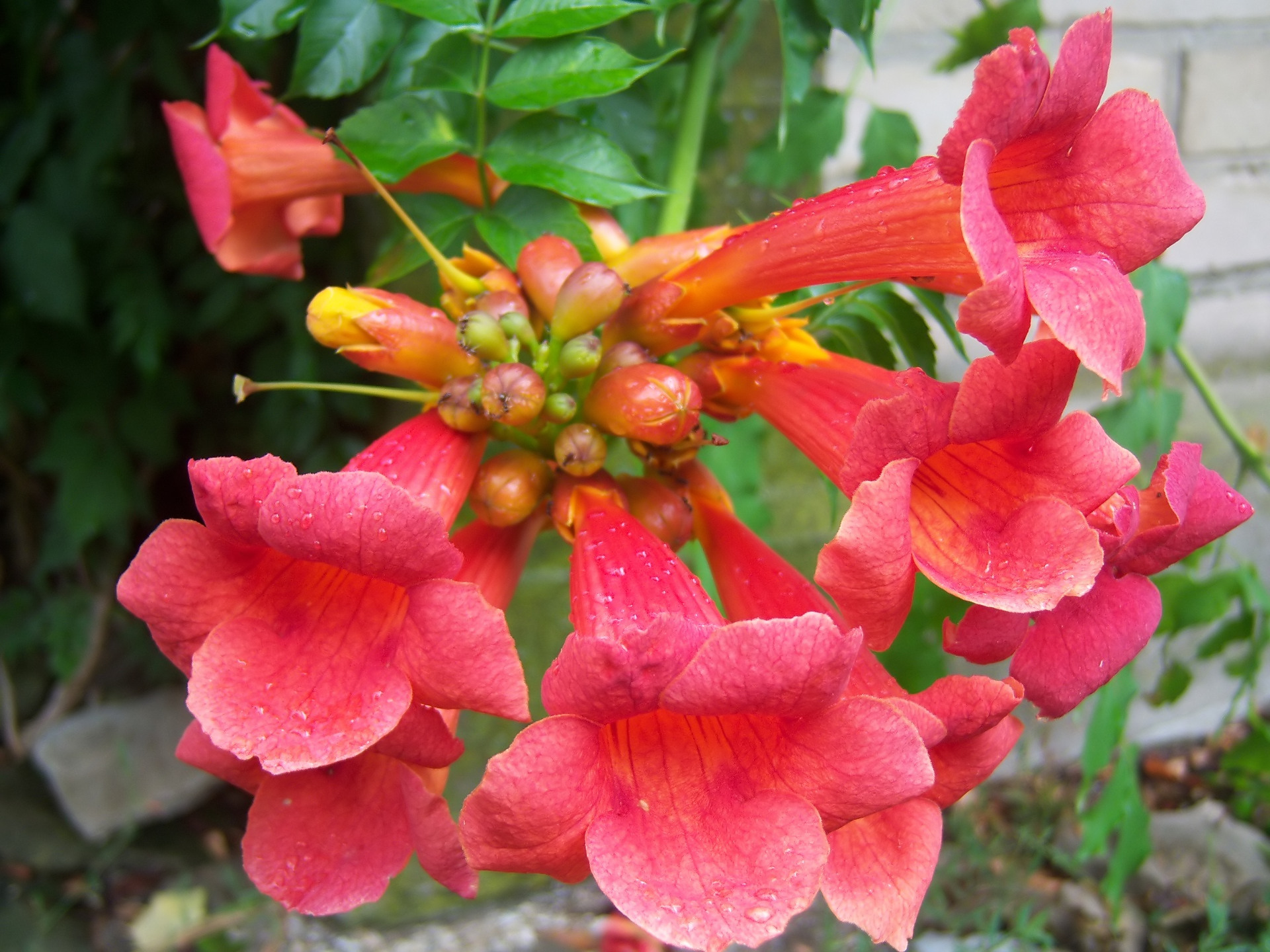 Descarga gratuita de fondo de pantalla para móvil de Flores, Flor, Tierra/naturaleza.