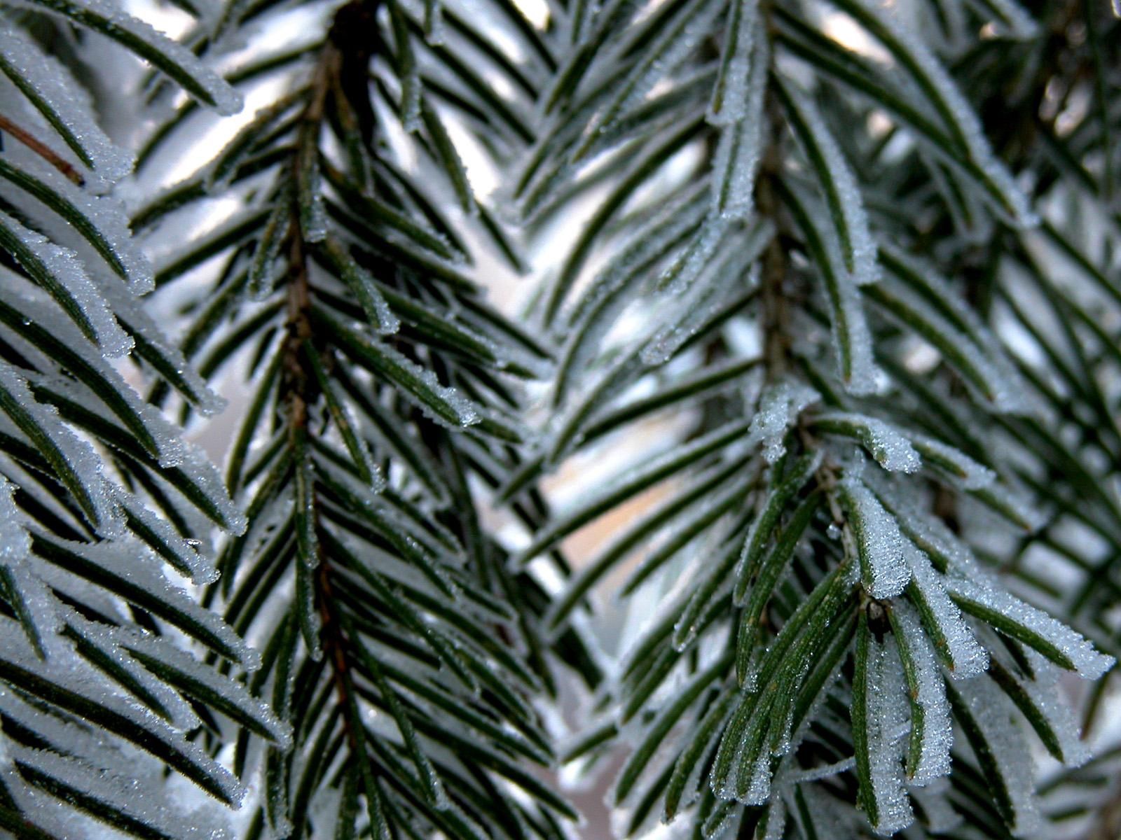 winter, nature, needle, snow, branch, spruce, fir