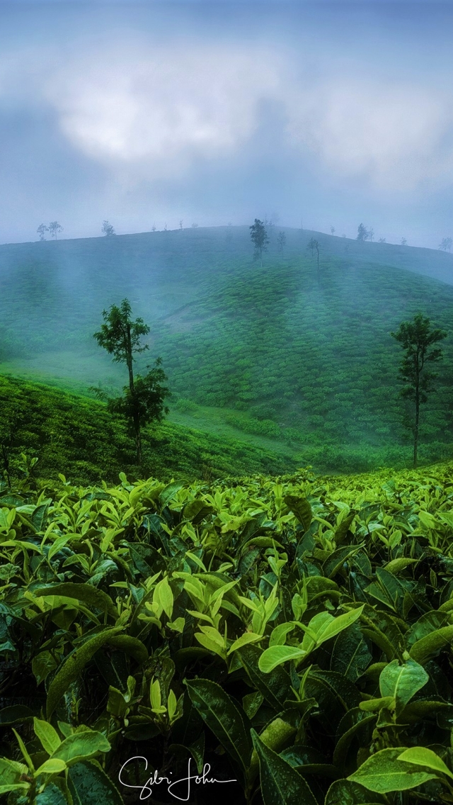 man made, tea plantation, hill, tree, fog, leaf