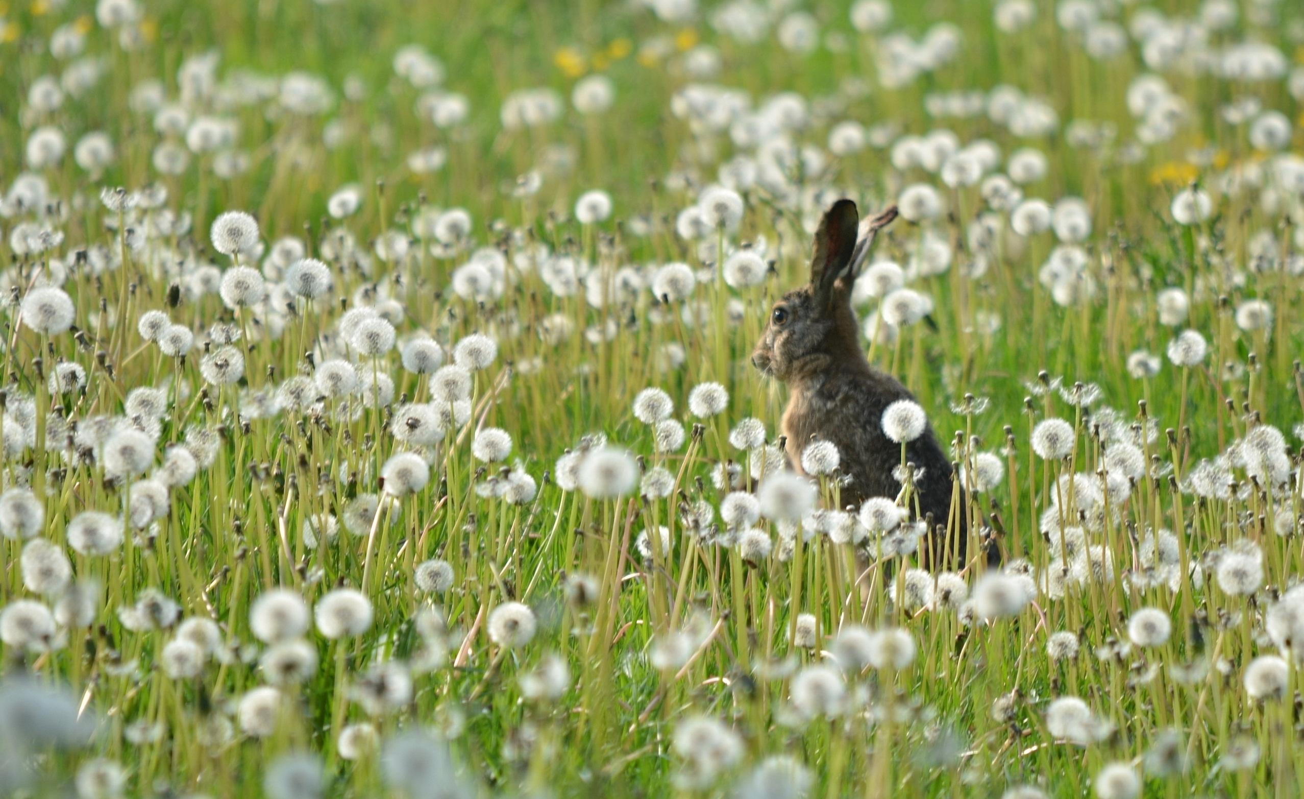 PCデスクトップに動物, 草, フィールド, 畑, 兎, 野ウサギ, フラワーズ, タンポポ画像を無料でダウンロード