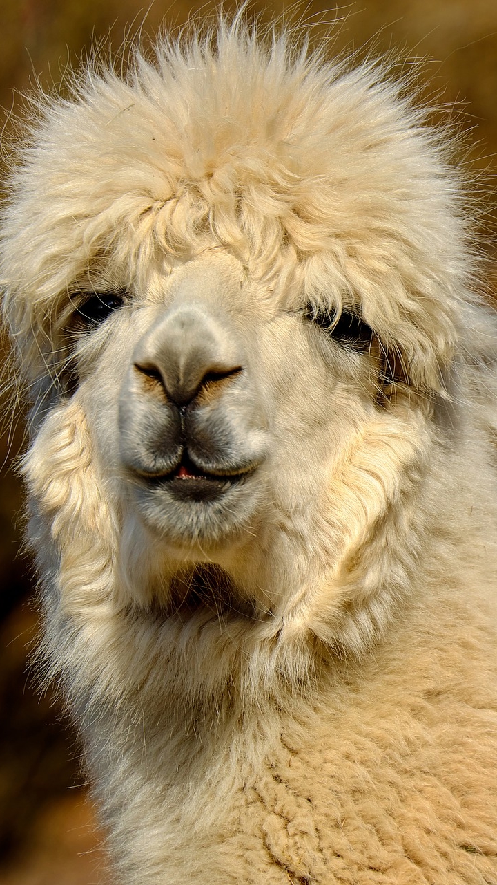 Download mobile wallpaper Animal, Alpaca for free.
