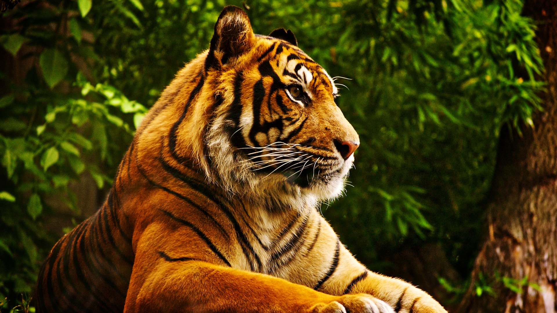 無料モバイル壁紙動物, 虎をダウンロードします。