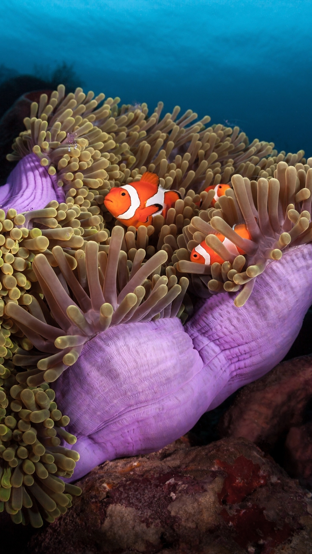 Download mobile wallpaper Fishes, Coral, Animal, Fish, Underwater, Sea Life, Clownfish for free.