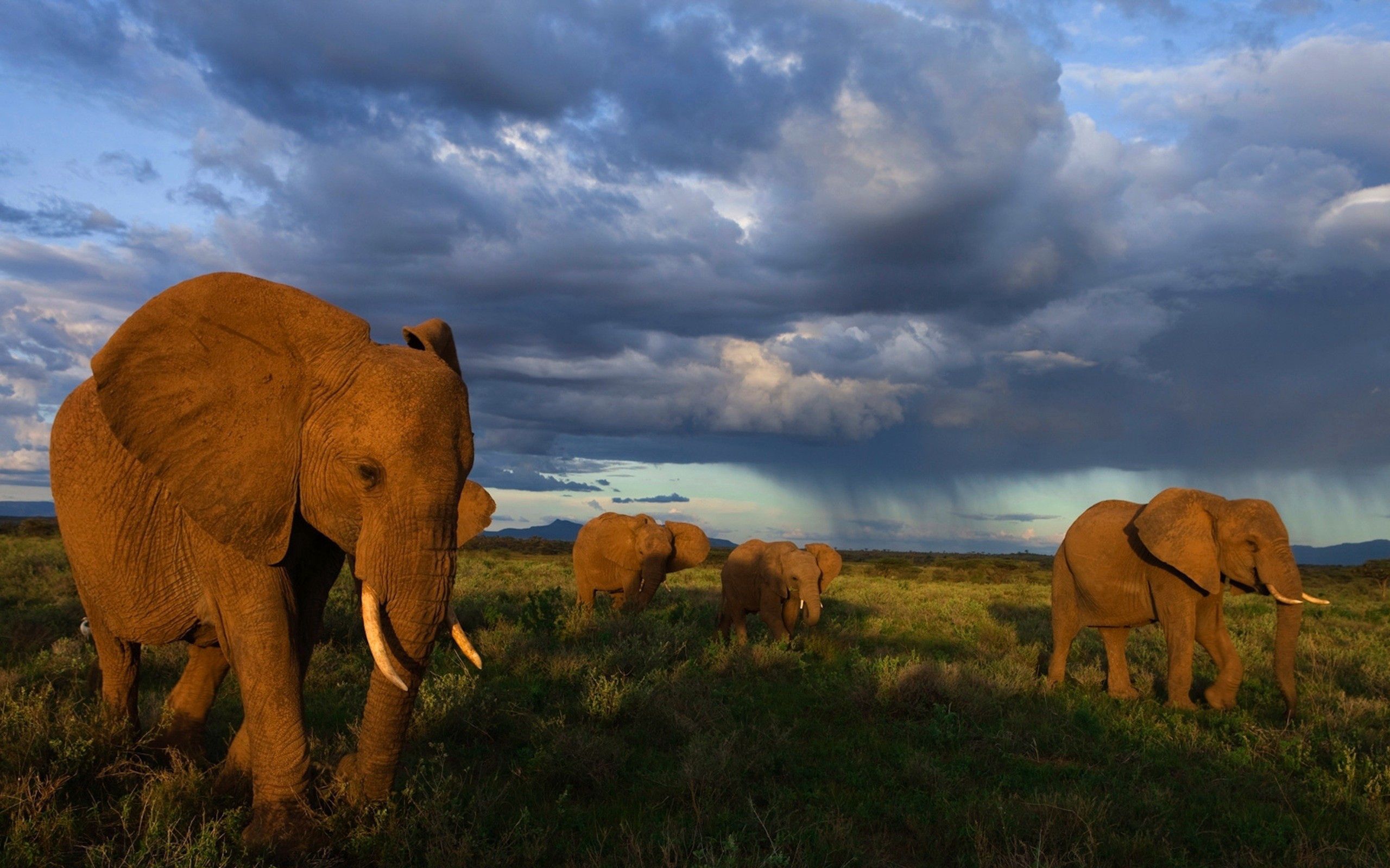 elephants, animals, grass, stroll, herd cellphone