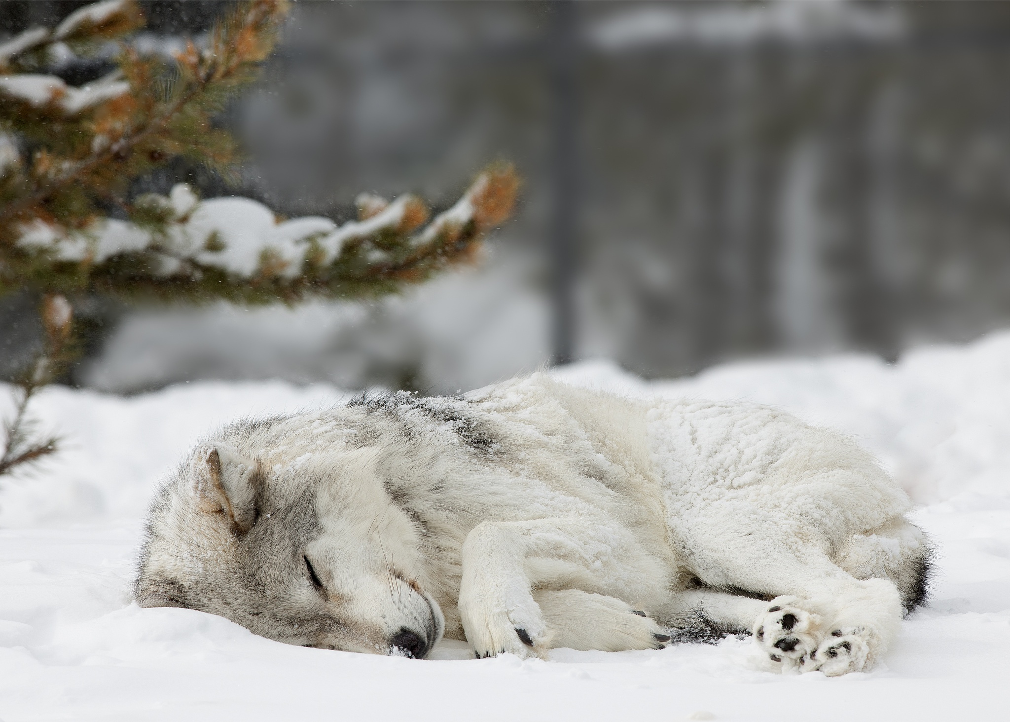 Скачать обои бесплатно Животные, Волки, Зима, Снег, Волк, Спать картинка на рабочий стол ПК