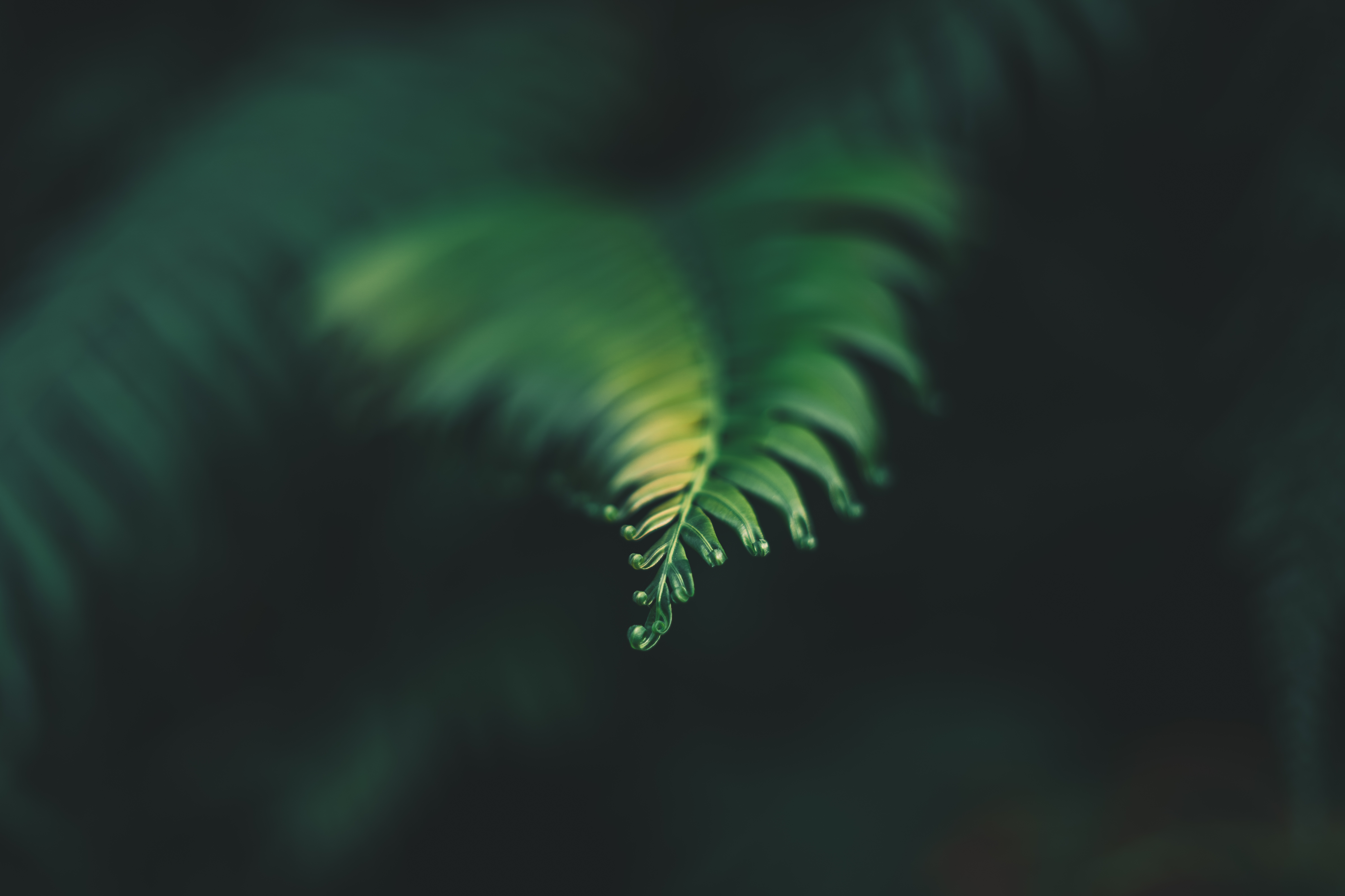 carved, green, plant, macro, blur, smooth, sheet, leaf phone background