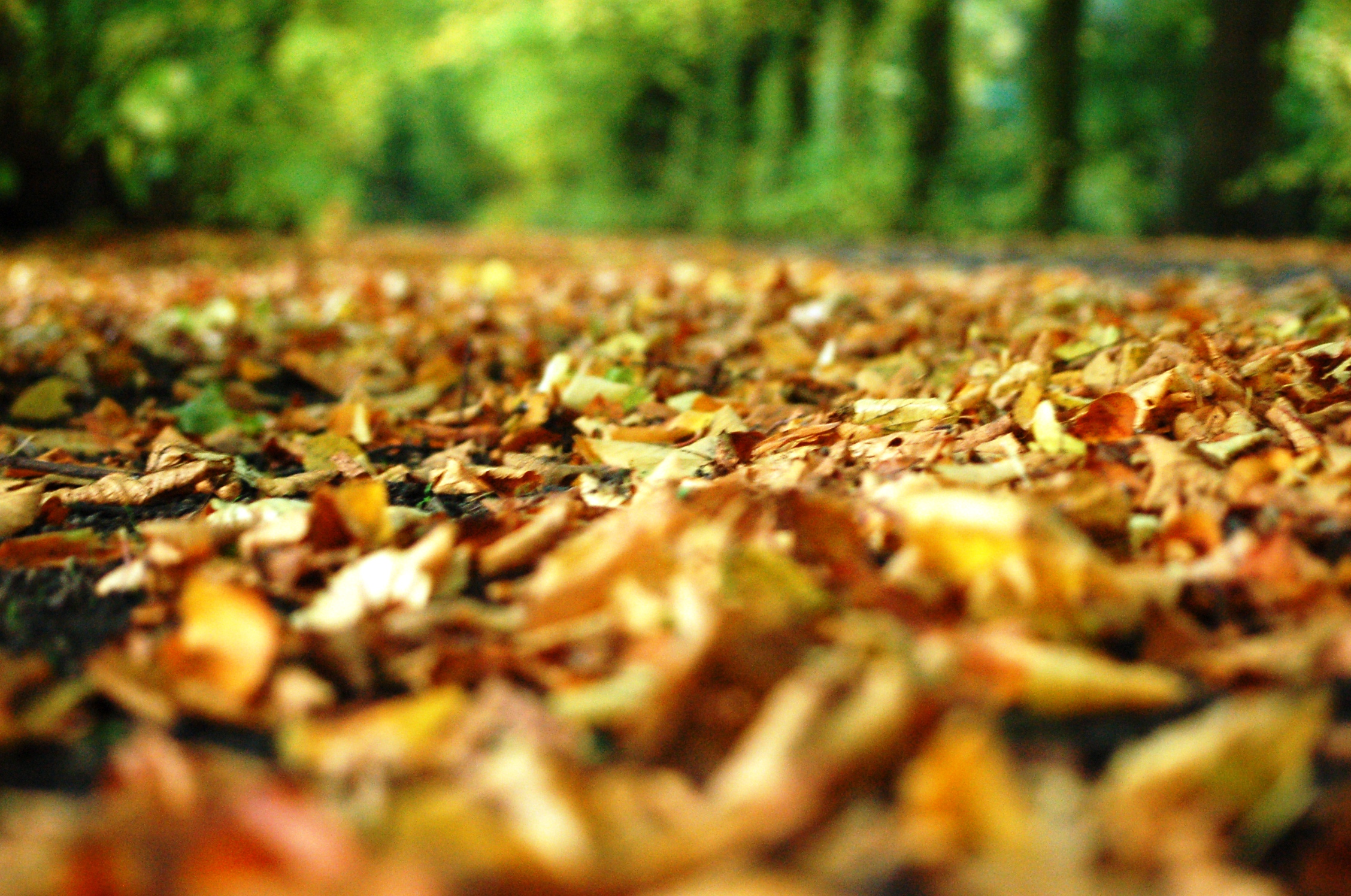 Baixe gratuitamente a imagem Natureza, Outono, Folha, Terra/natureza, Visto De Perto na área de trabalho do seu PC